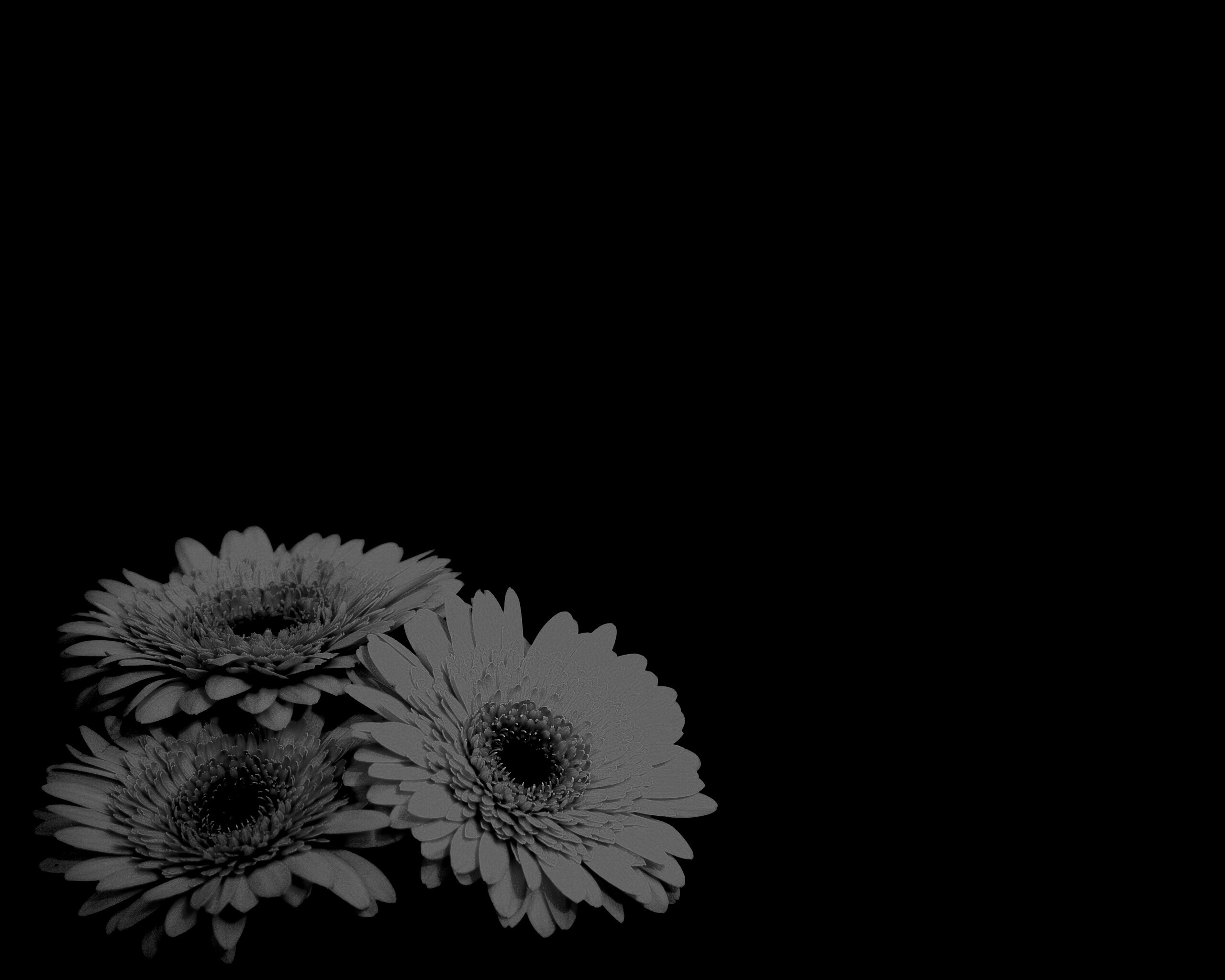 Красные герберы обои