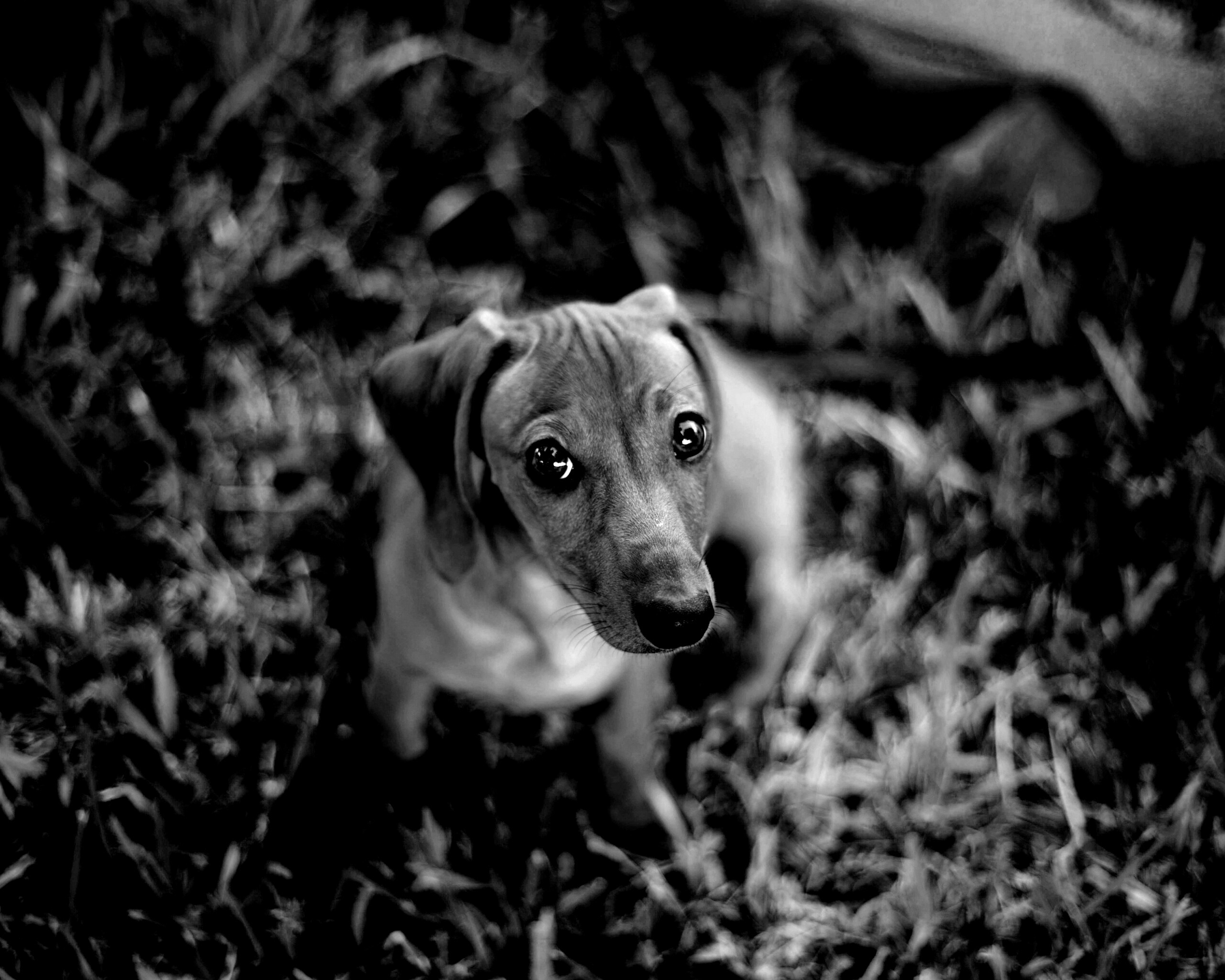 Маленькая милая такса обои