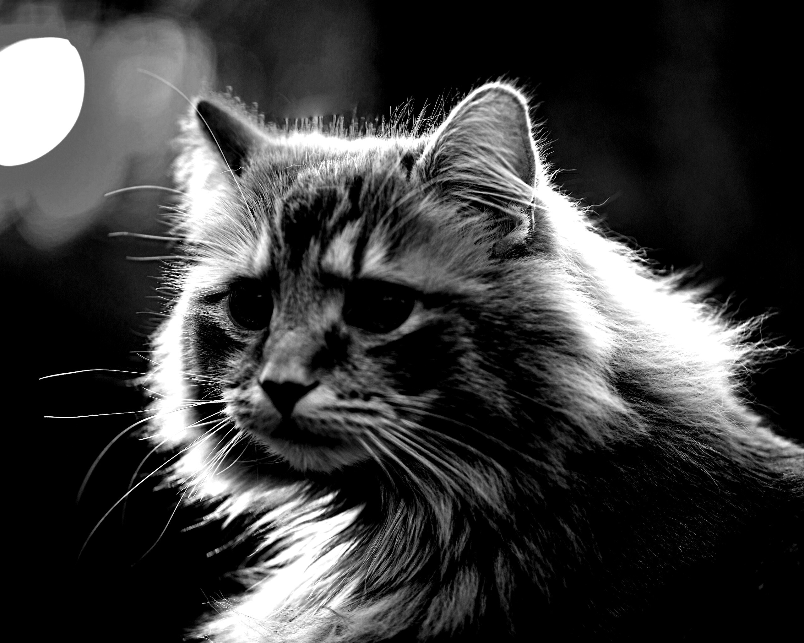 Рыжий кот в лучах солнца обои