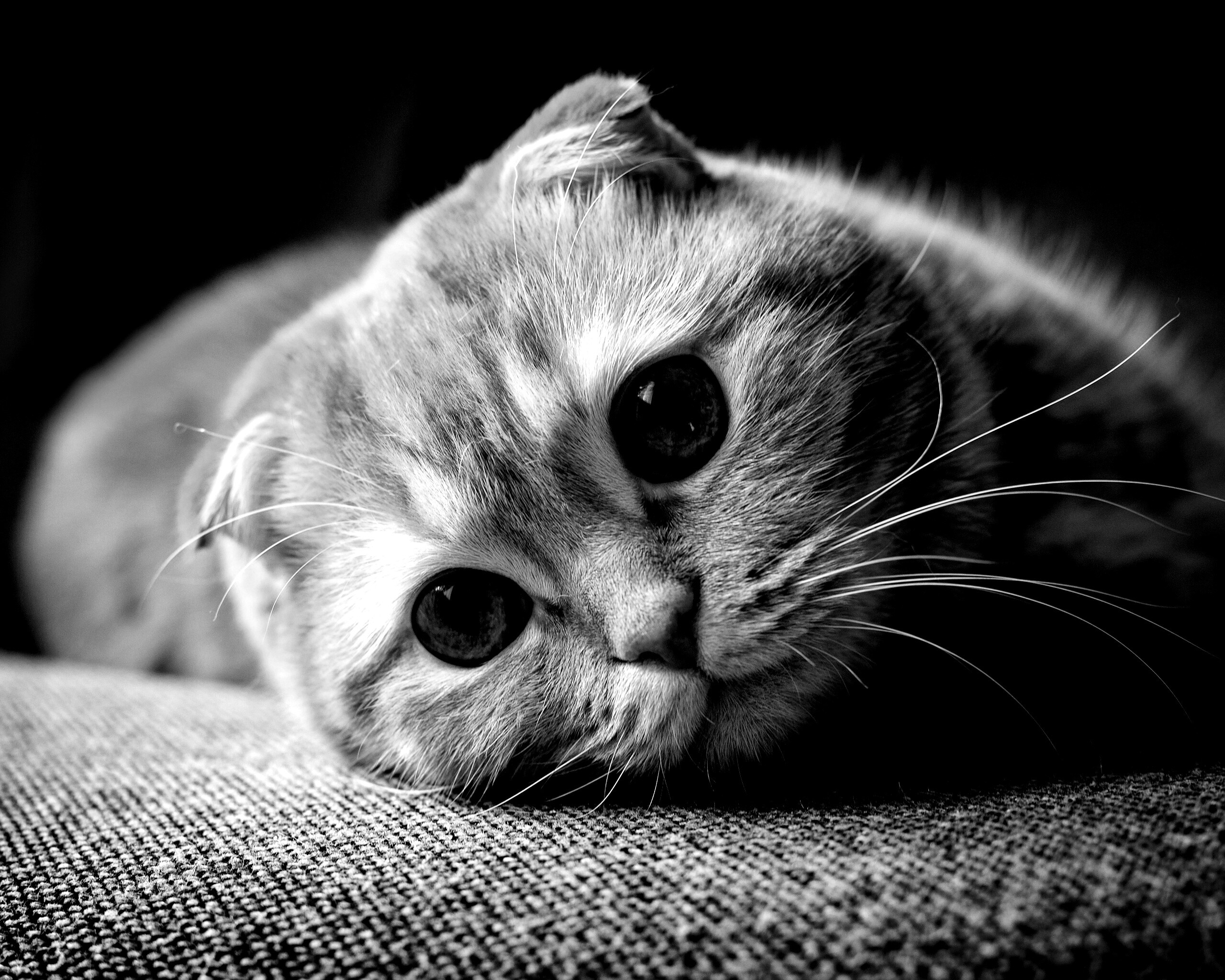 Скоттиш фолд рыжий обои