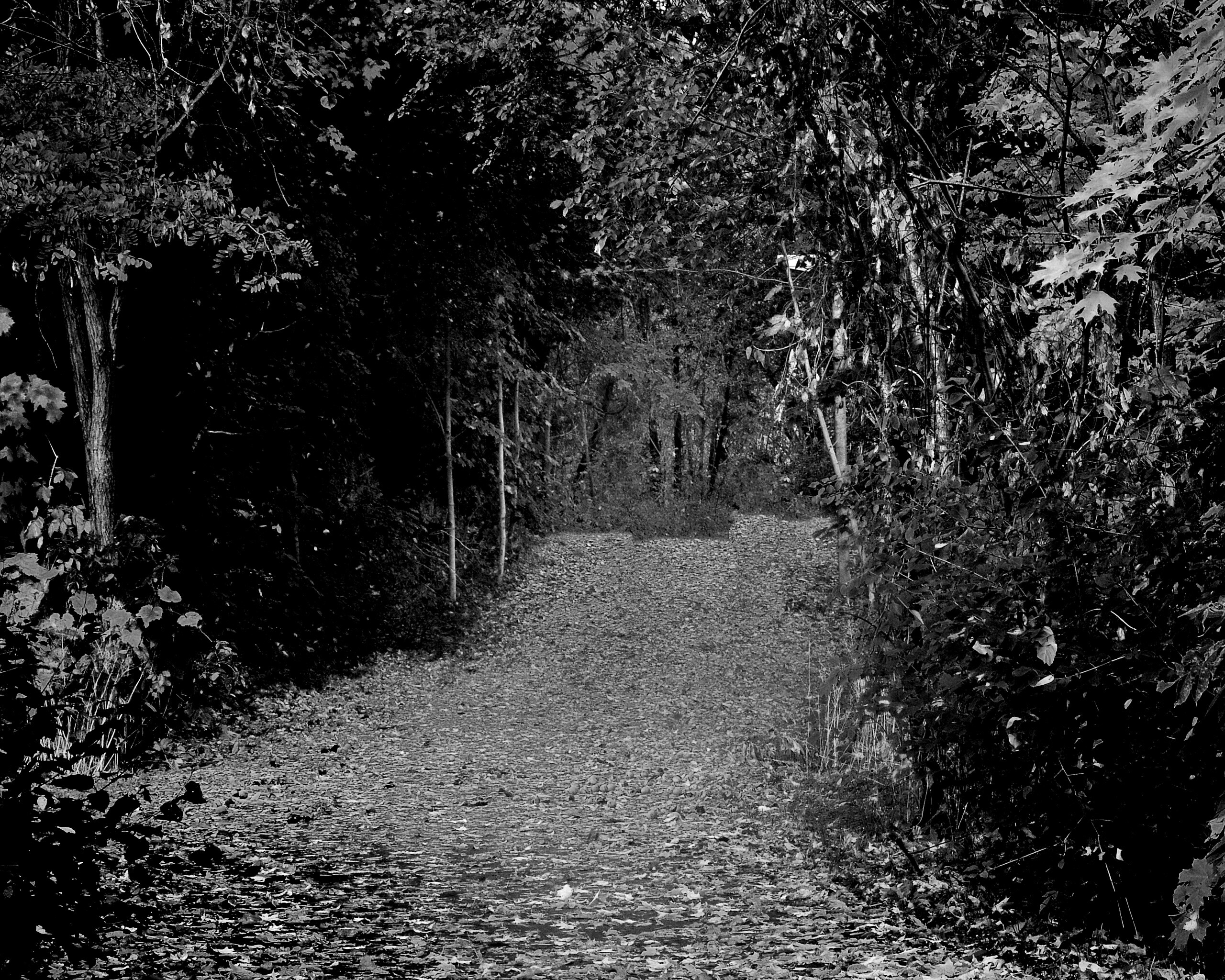 Дорожка в осеннем лесу обои