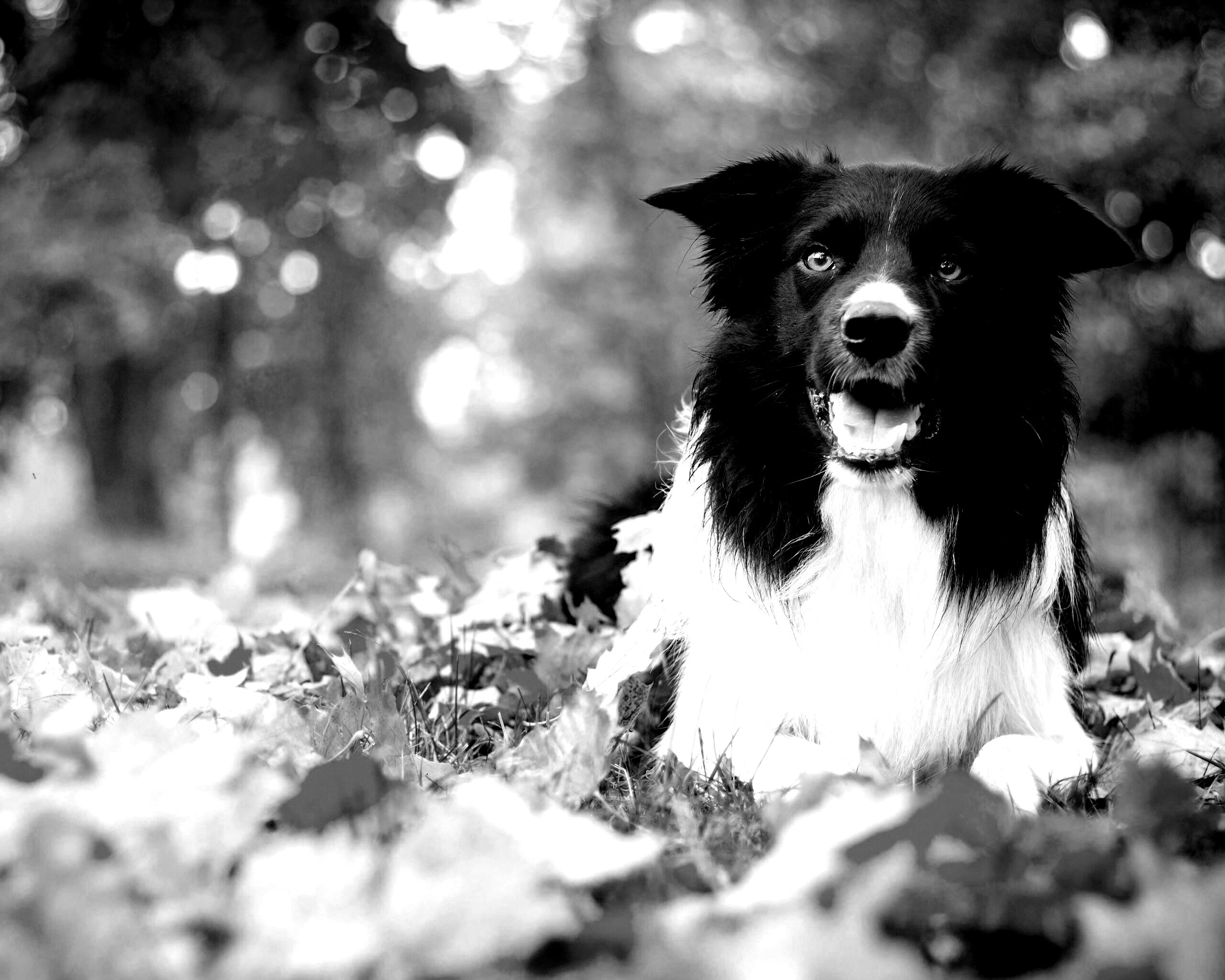 Пес среди листвы обои