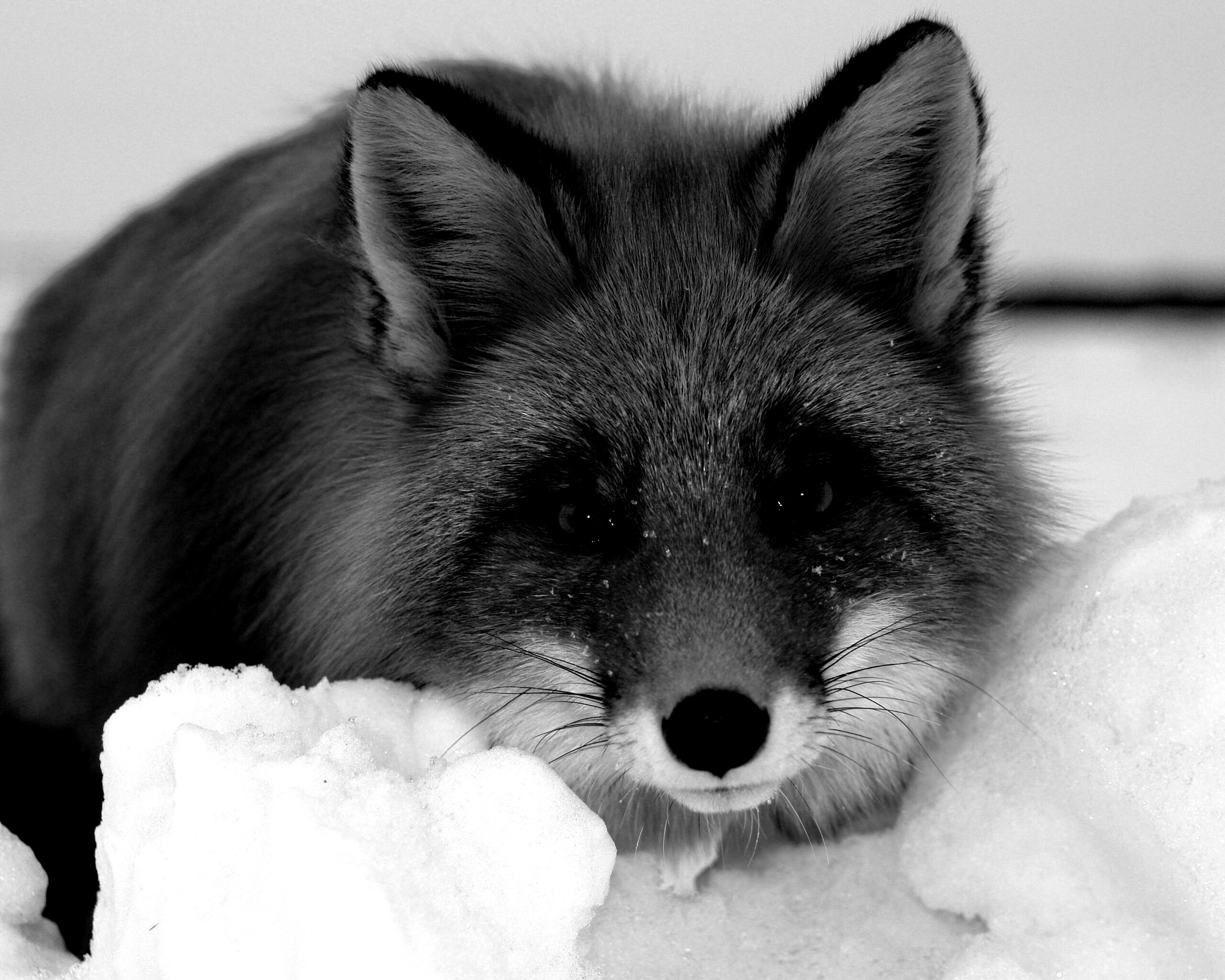 Рыжая лиса в снегу обои