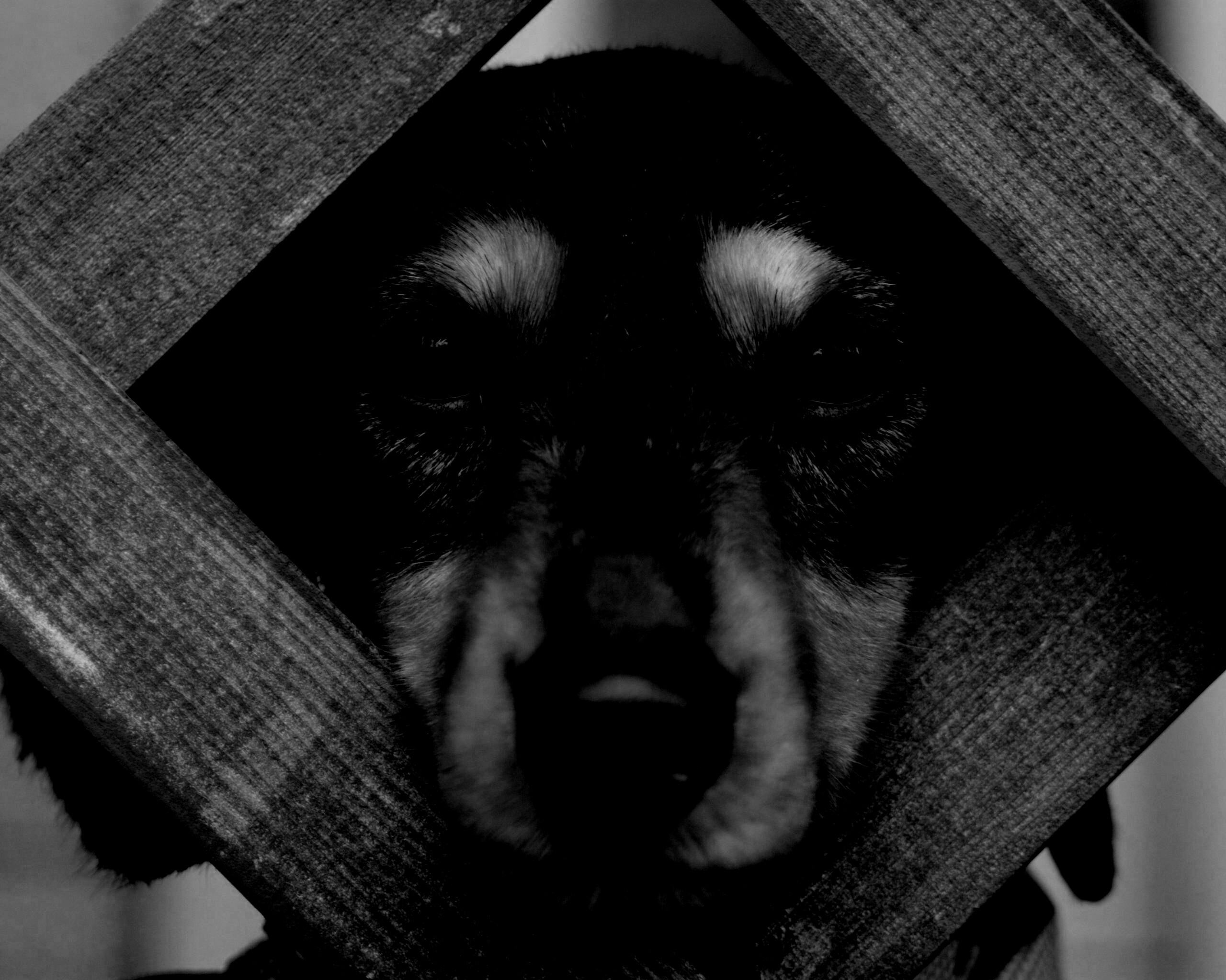 Мордочка в заборе обои