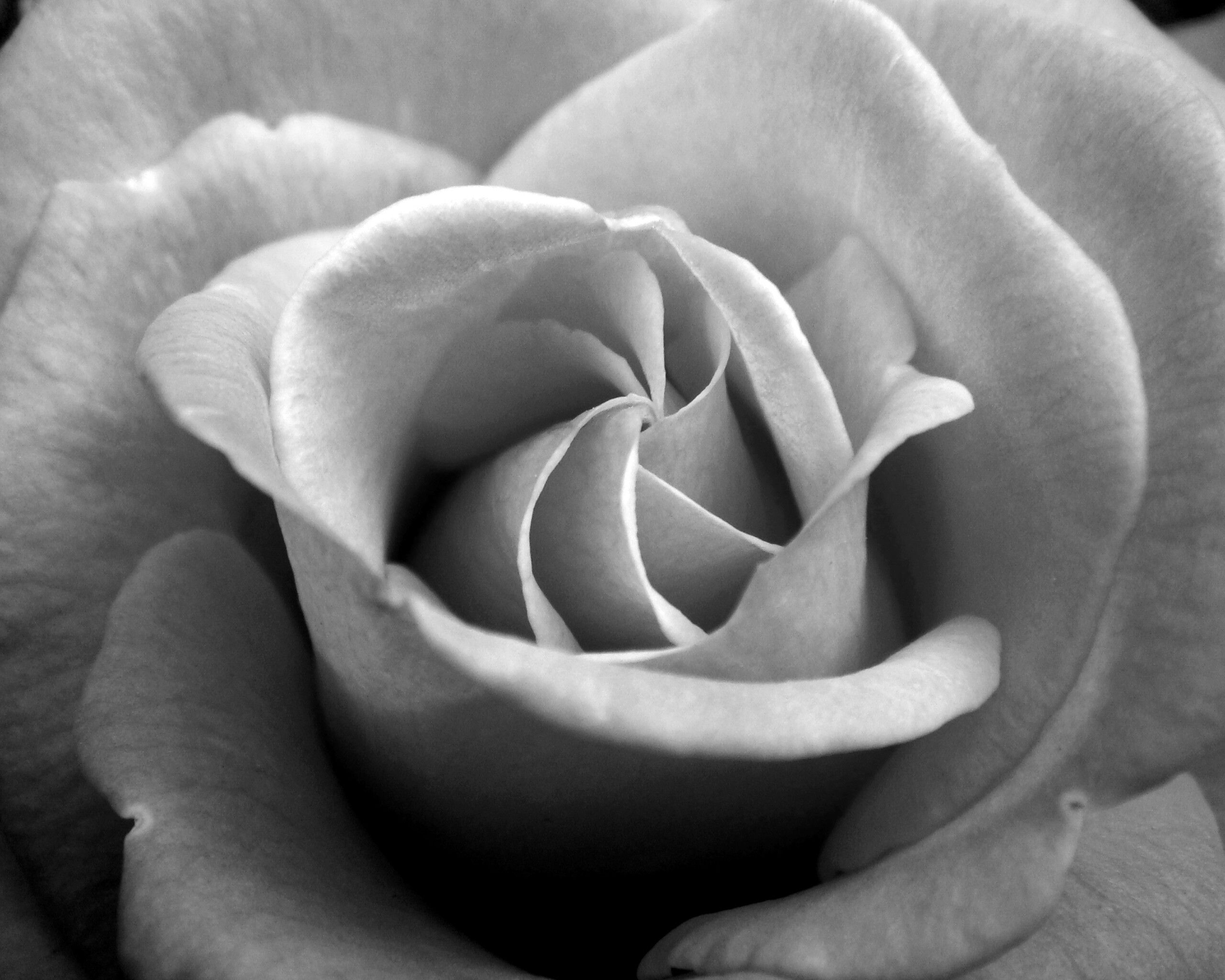 Идеальная роза обои