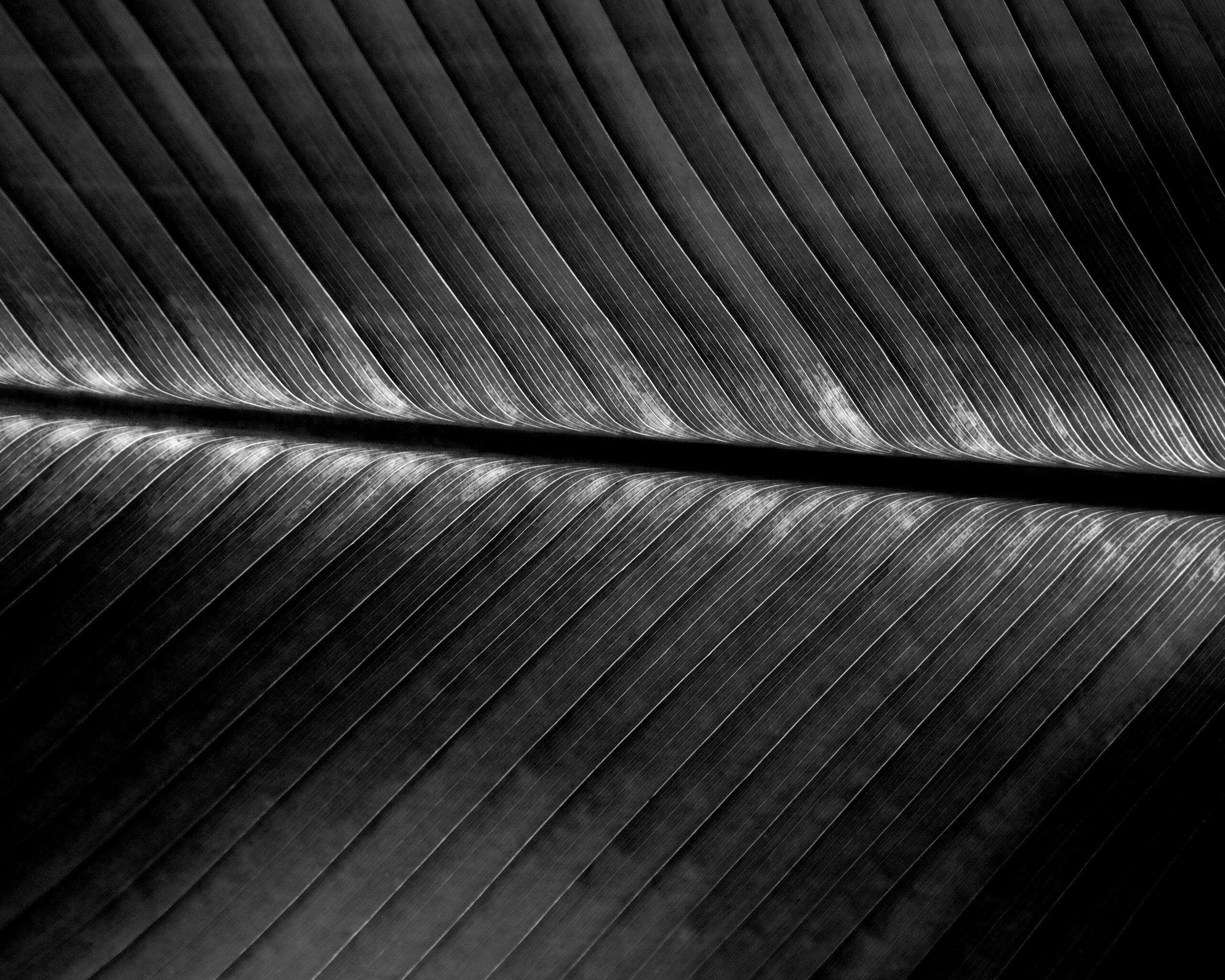 Пальмовый лист на солнце обои