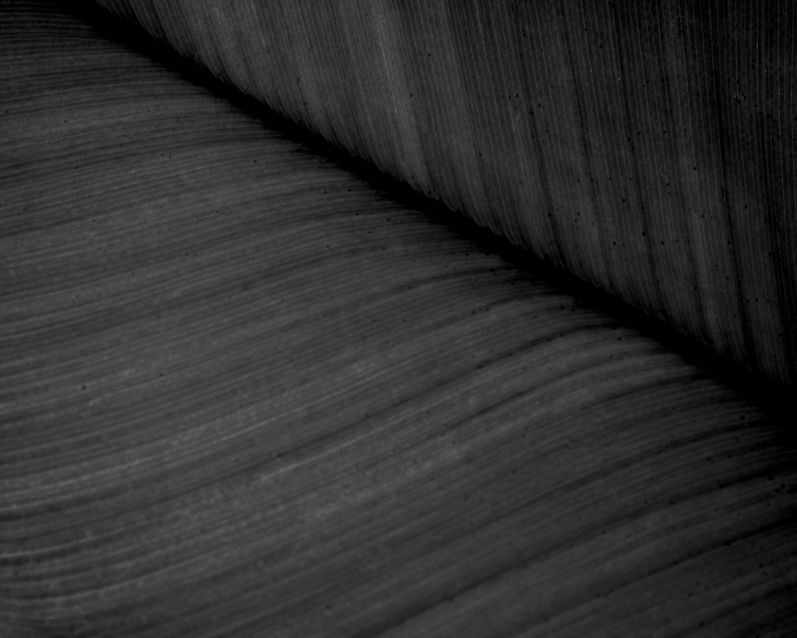 Зеленый лист обои