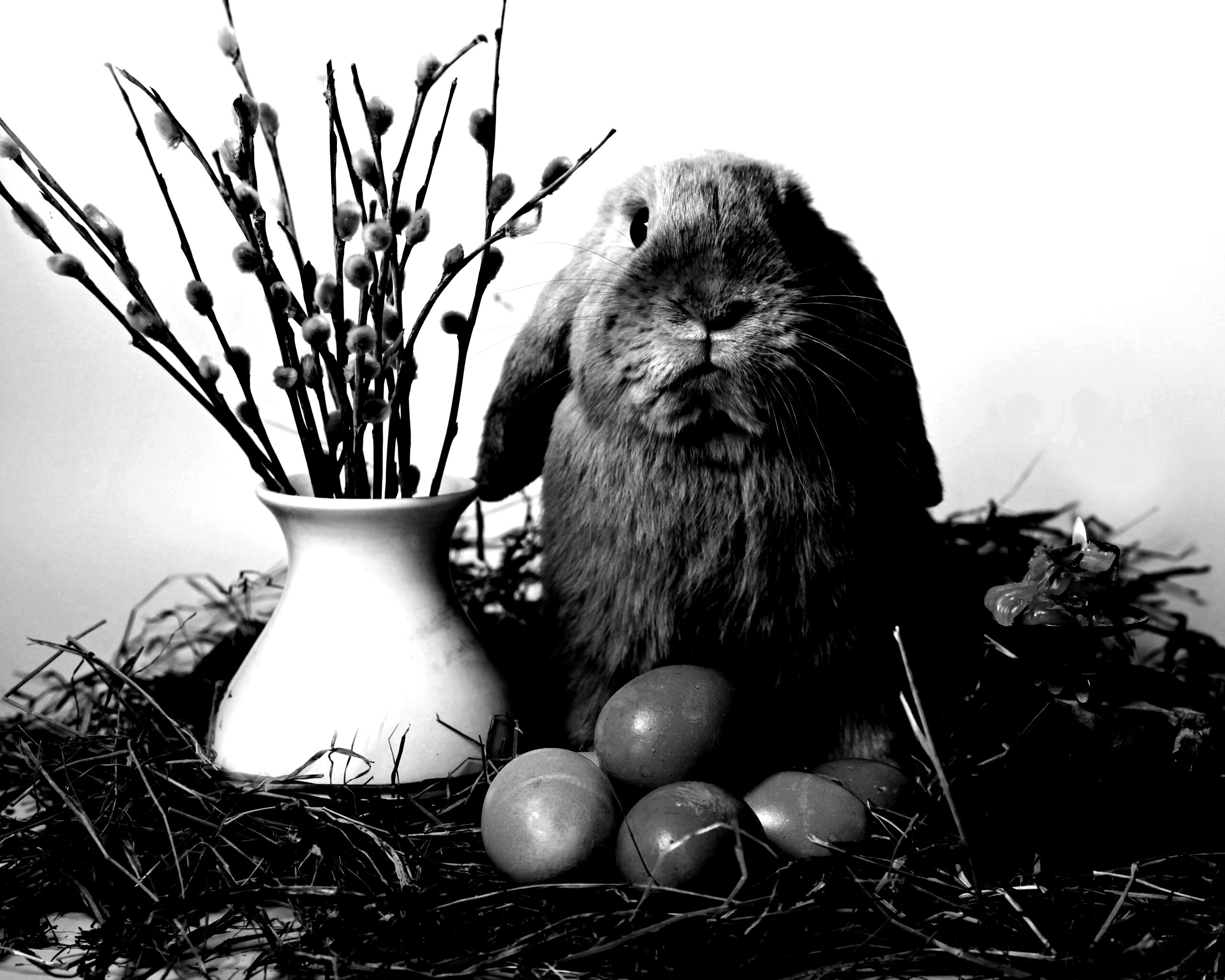 Пасхальный кролик обои