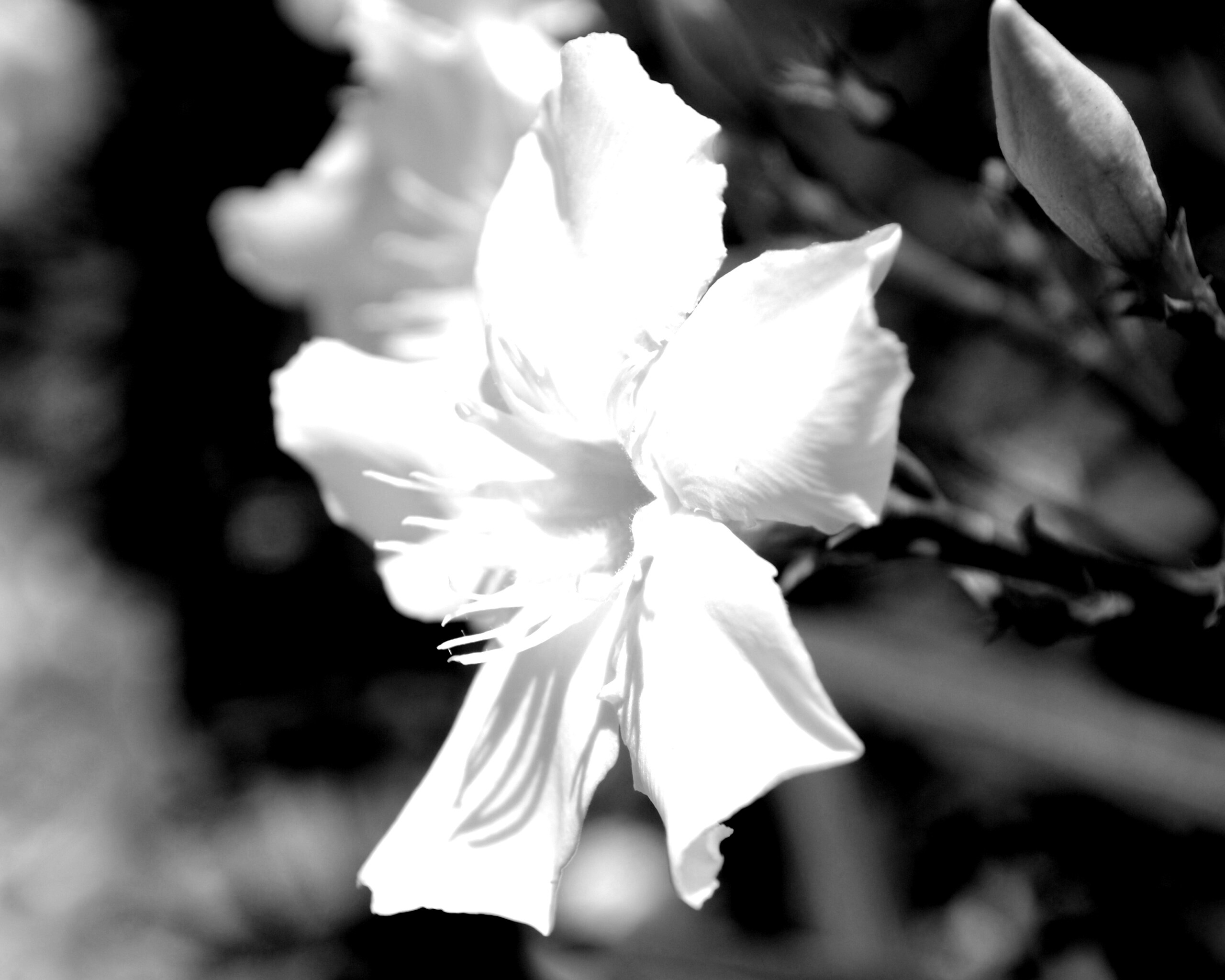 Эухарис, амазонская лилия обои