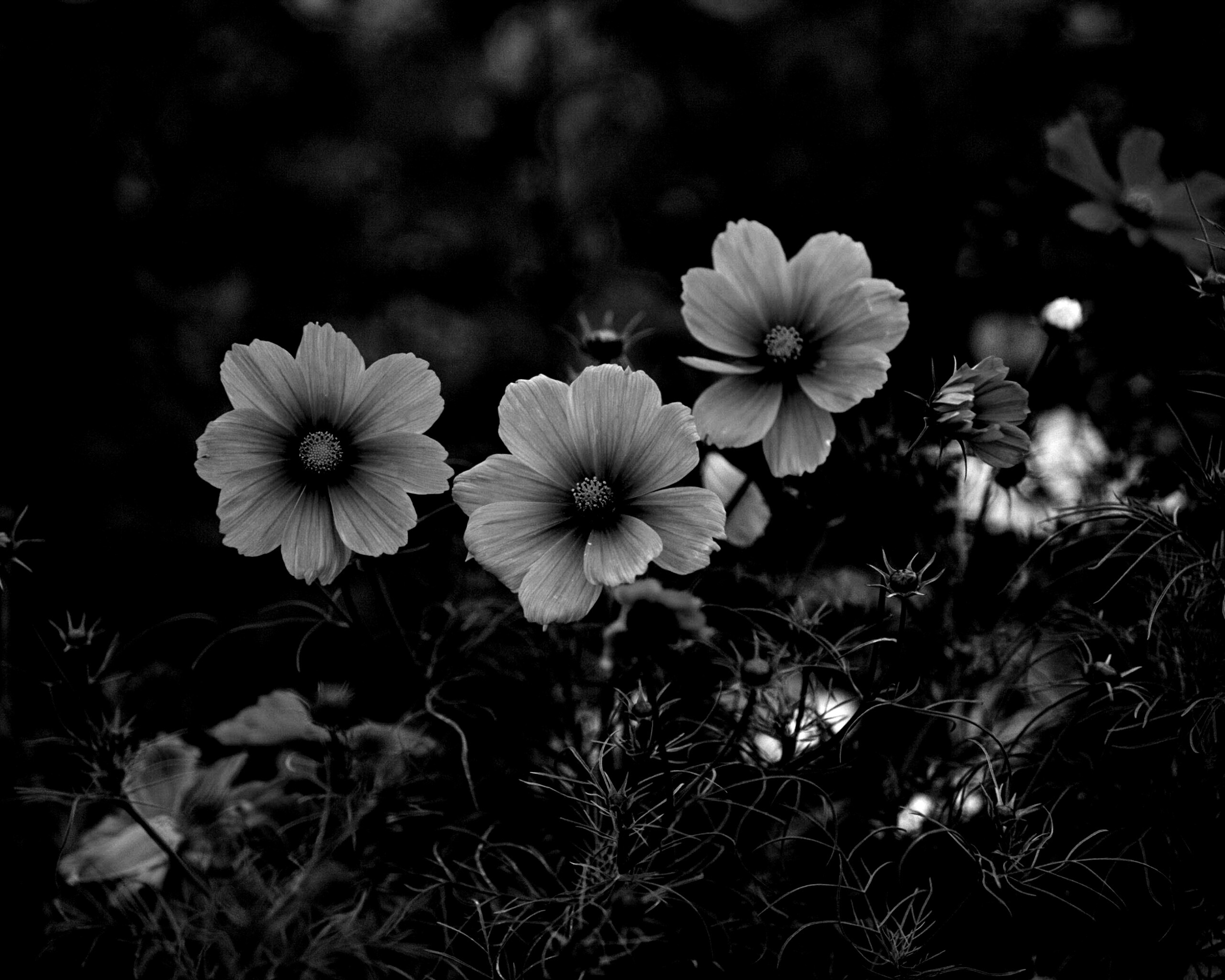 Яркие розовые цветы обои