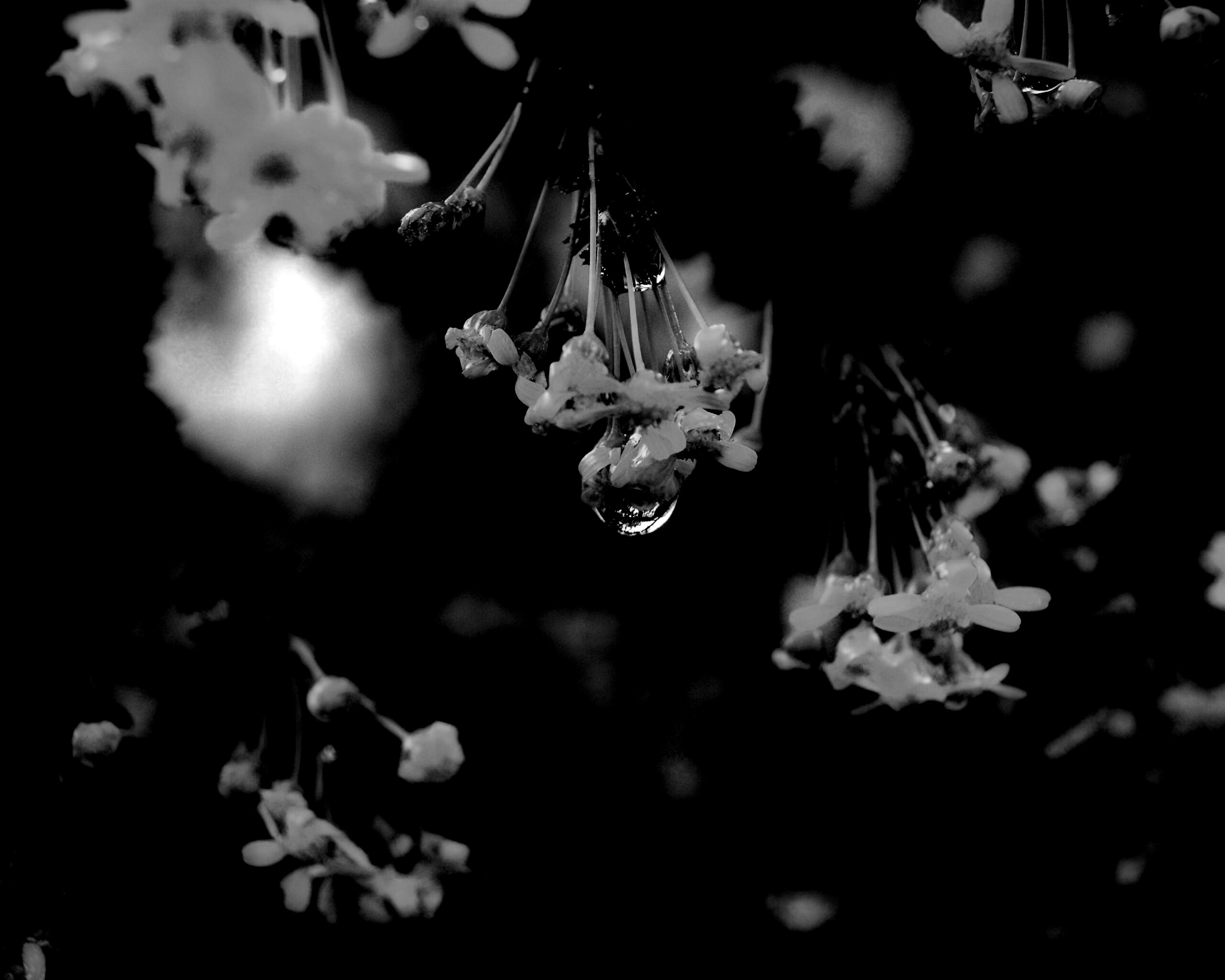 Жёлтые цветочки на ветке обои