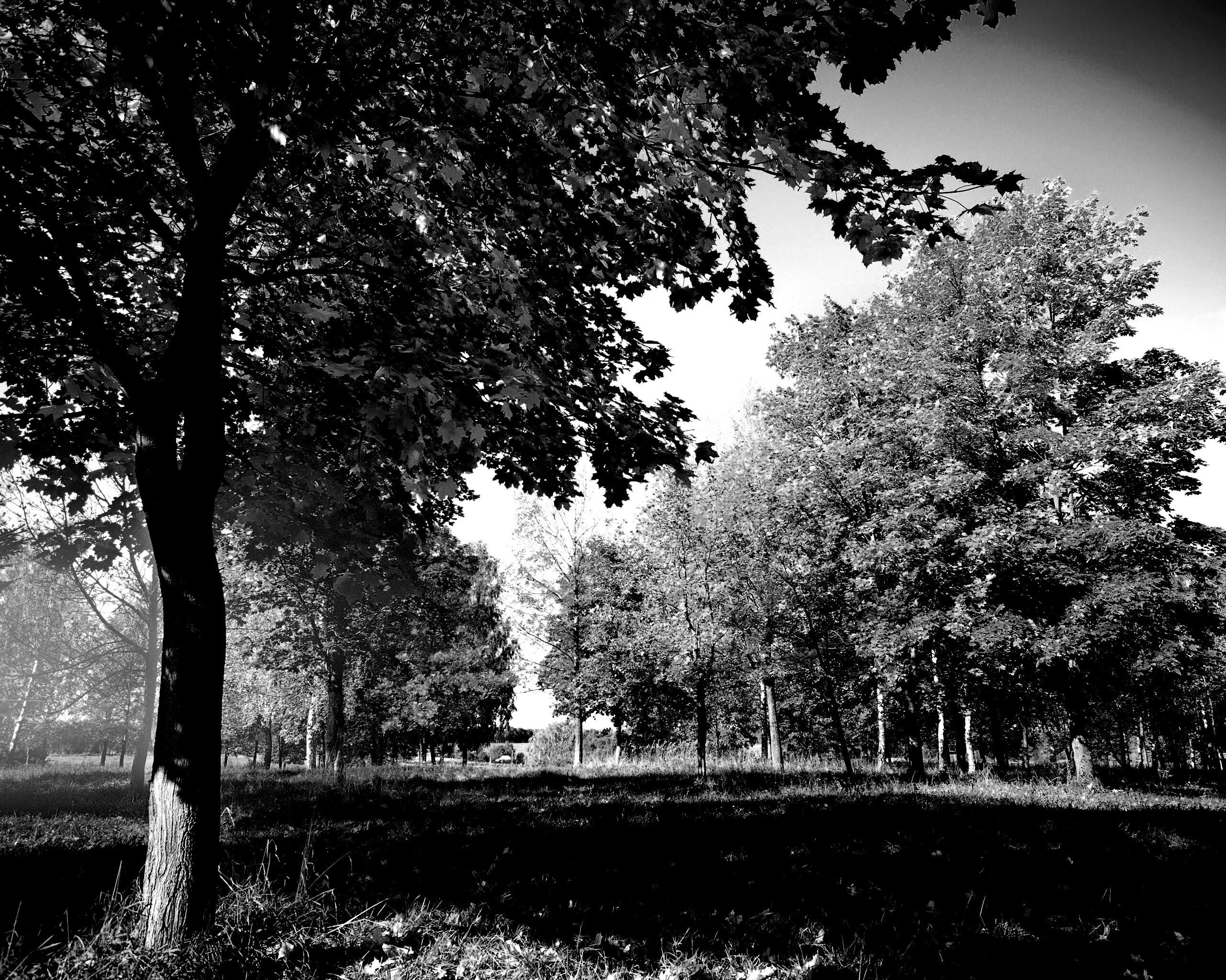 Осень в лесу обои