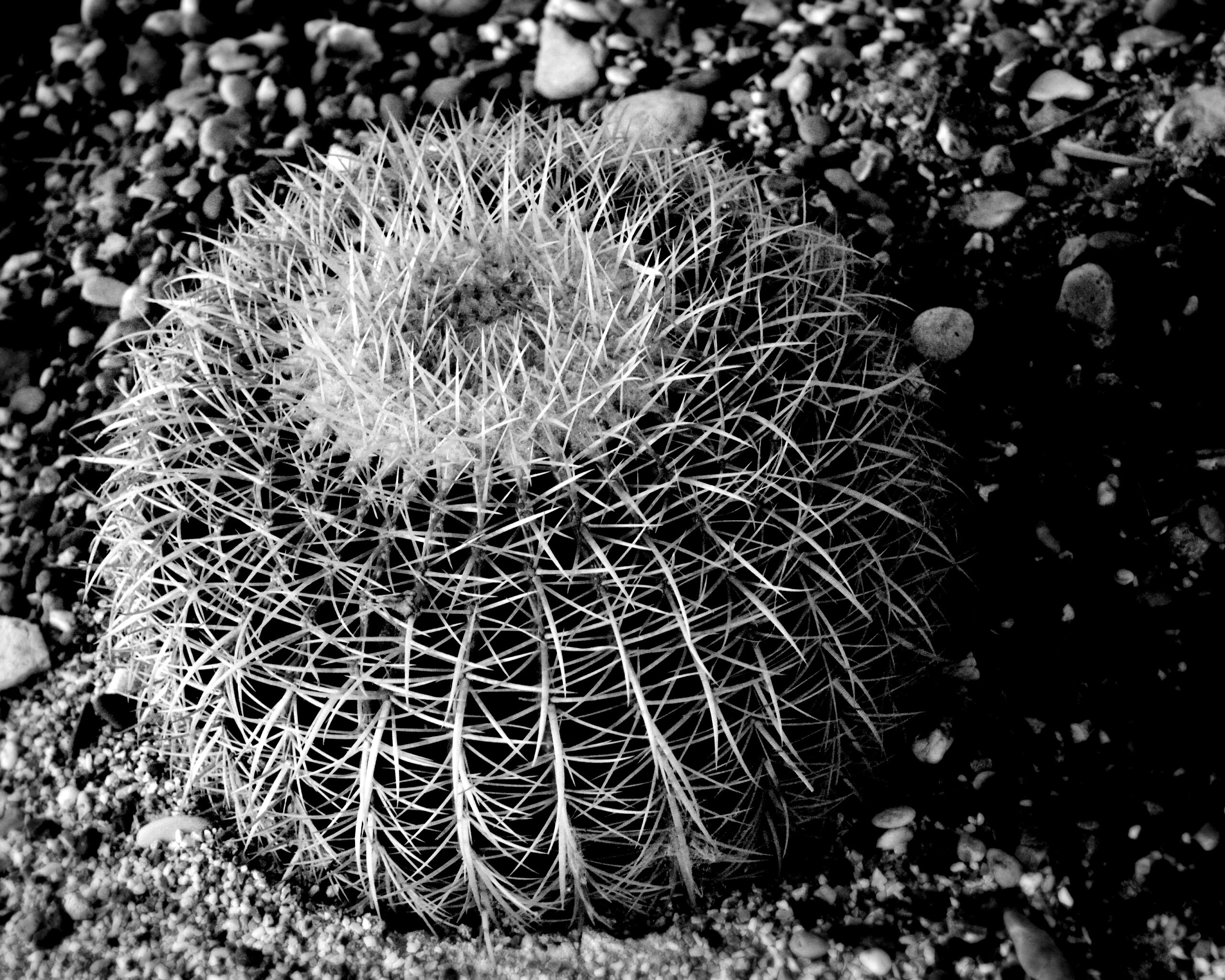 Круглый кактус обои