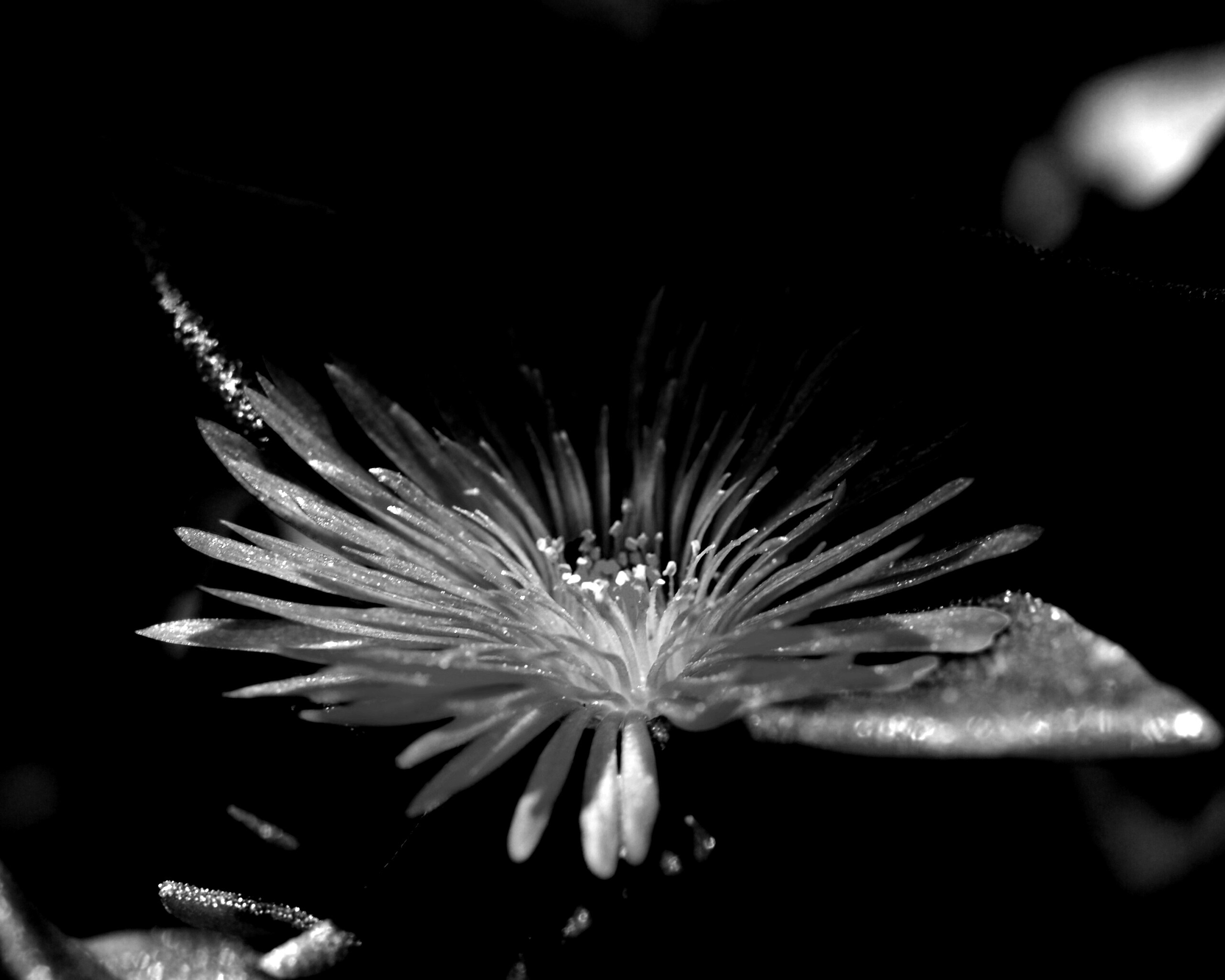 Чудесный цветок обои