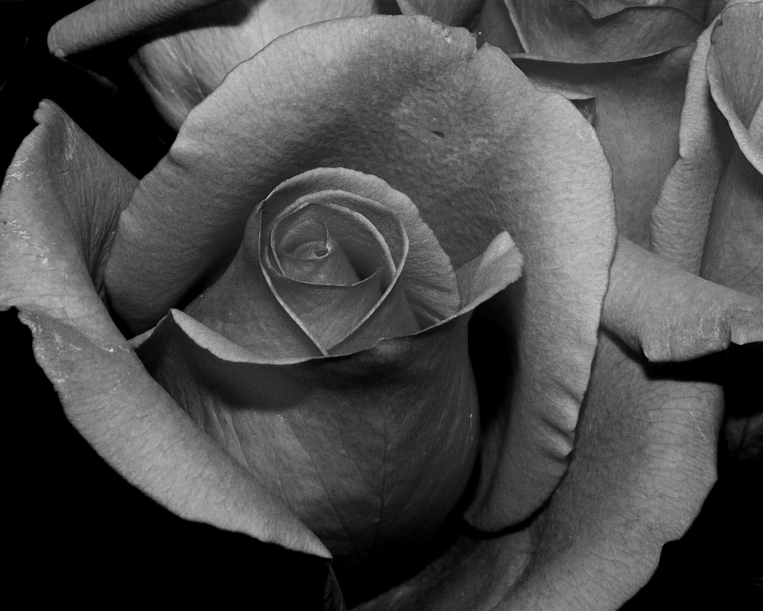 Бутон розы обои