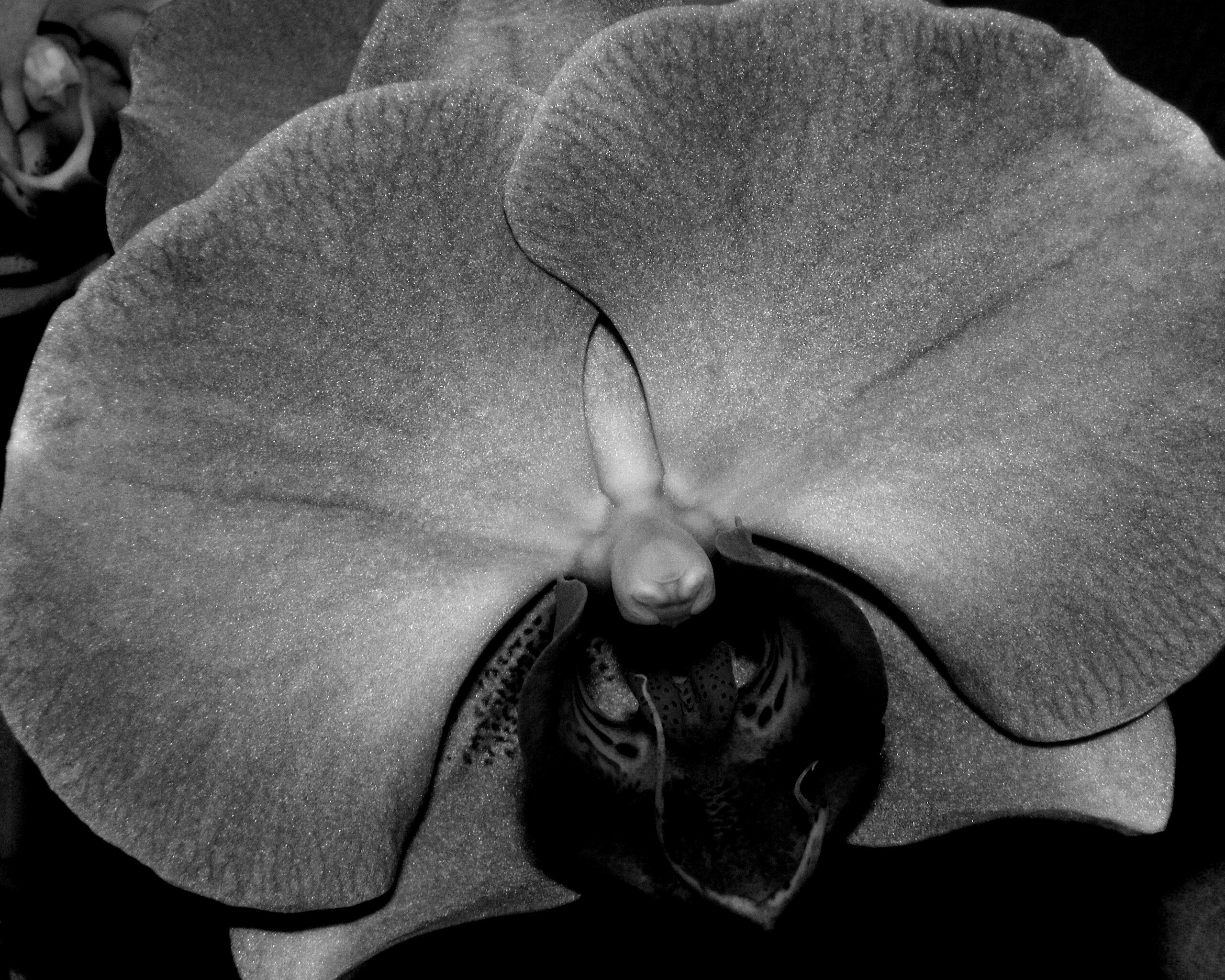 Фиолетовая орхидея обои