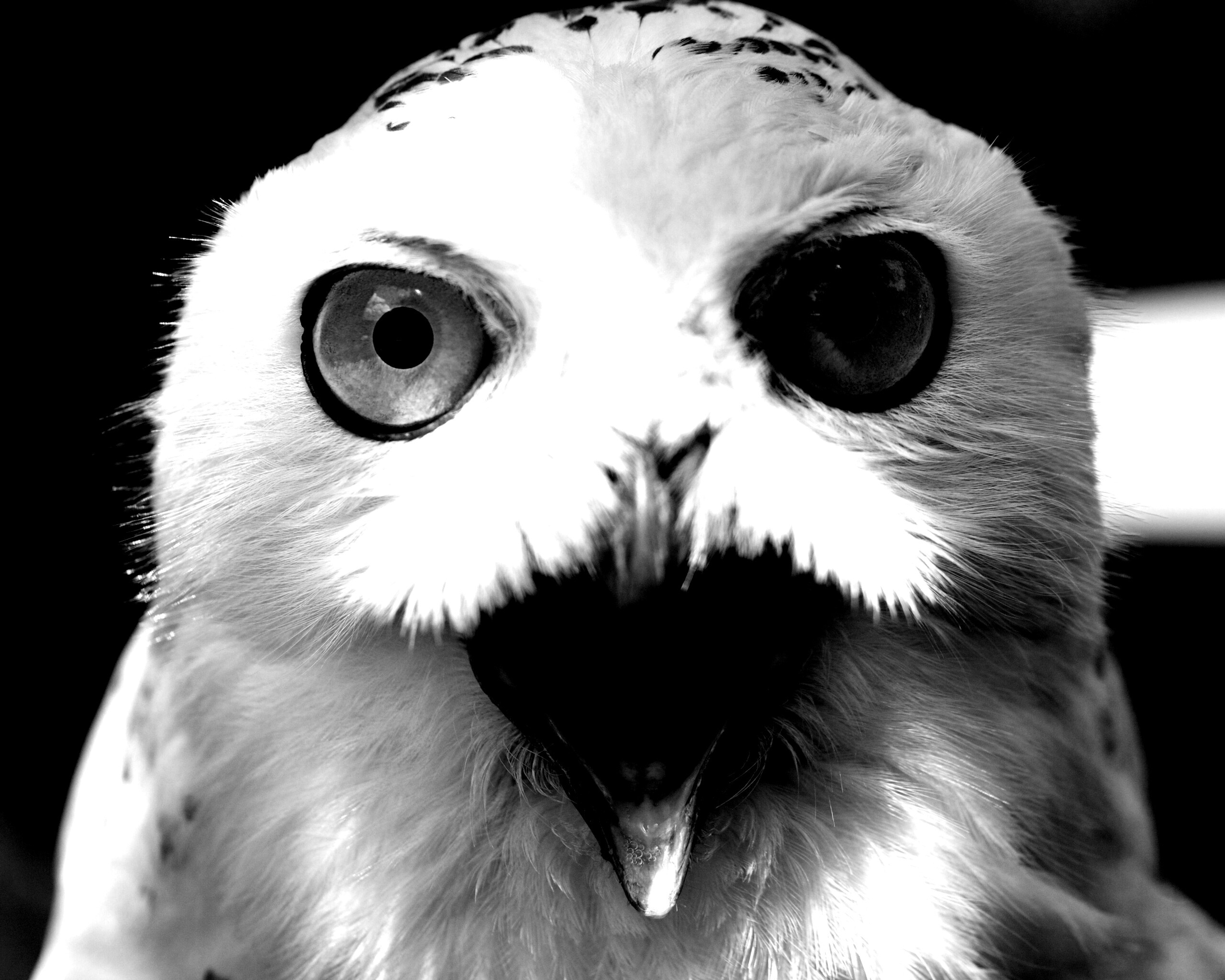 Сова в шоке! обои