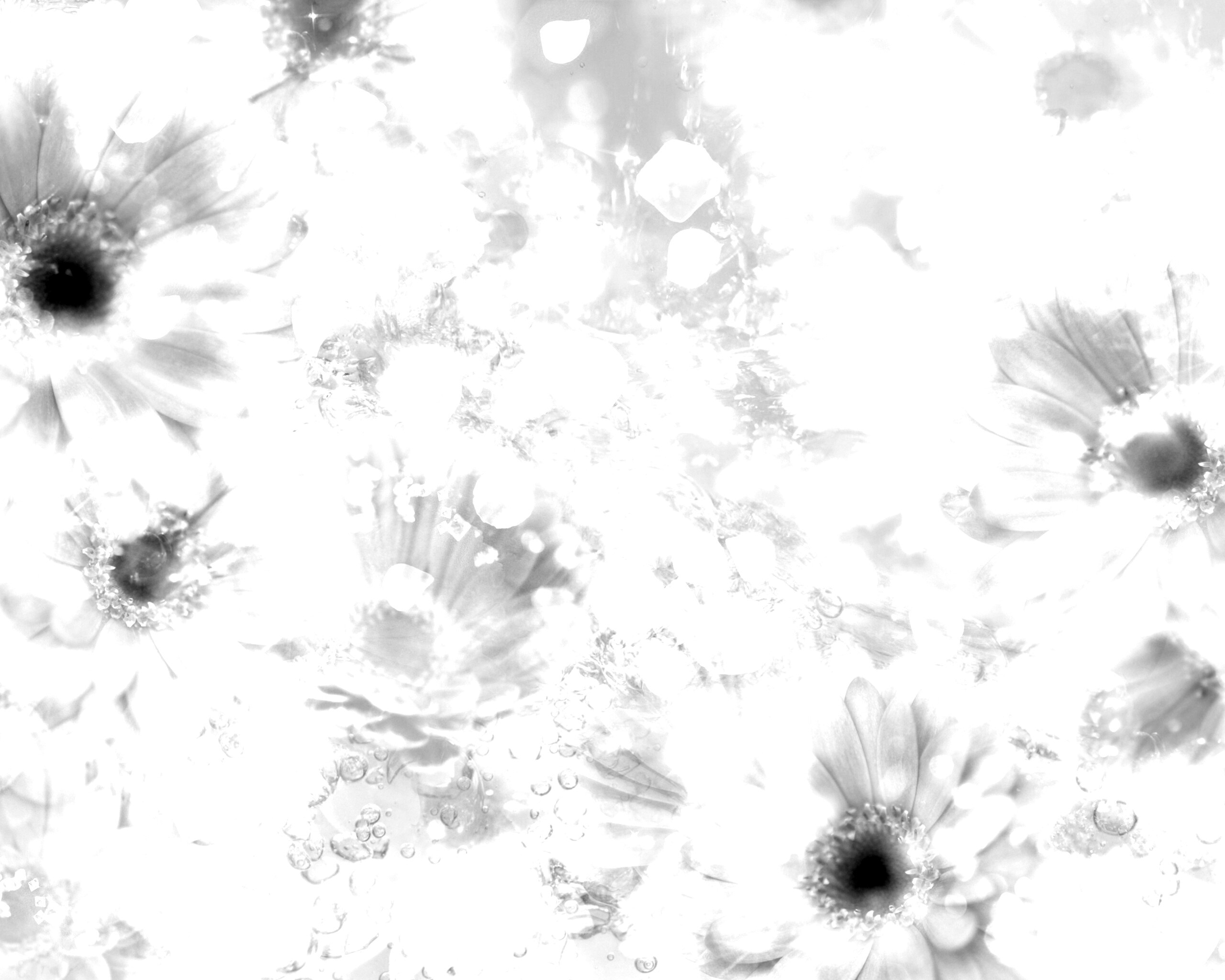 Цветочная эйфория обои