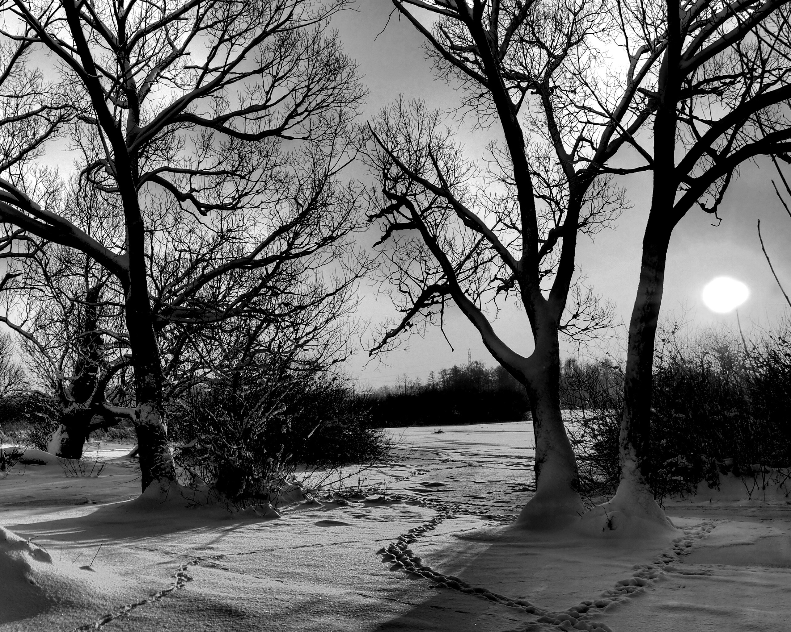 Солнечный свет в зимнем лесу обои