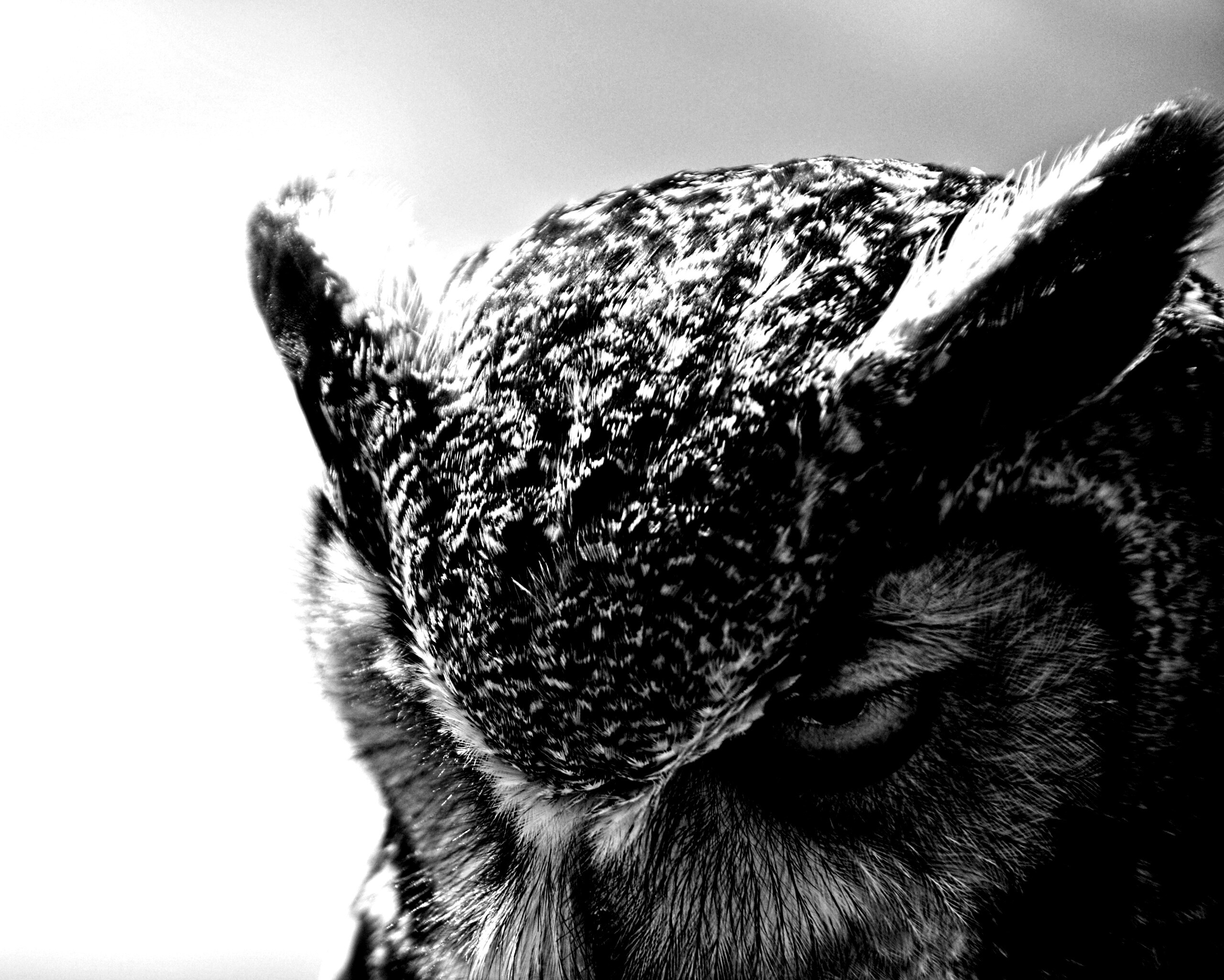 Злая сова обои