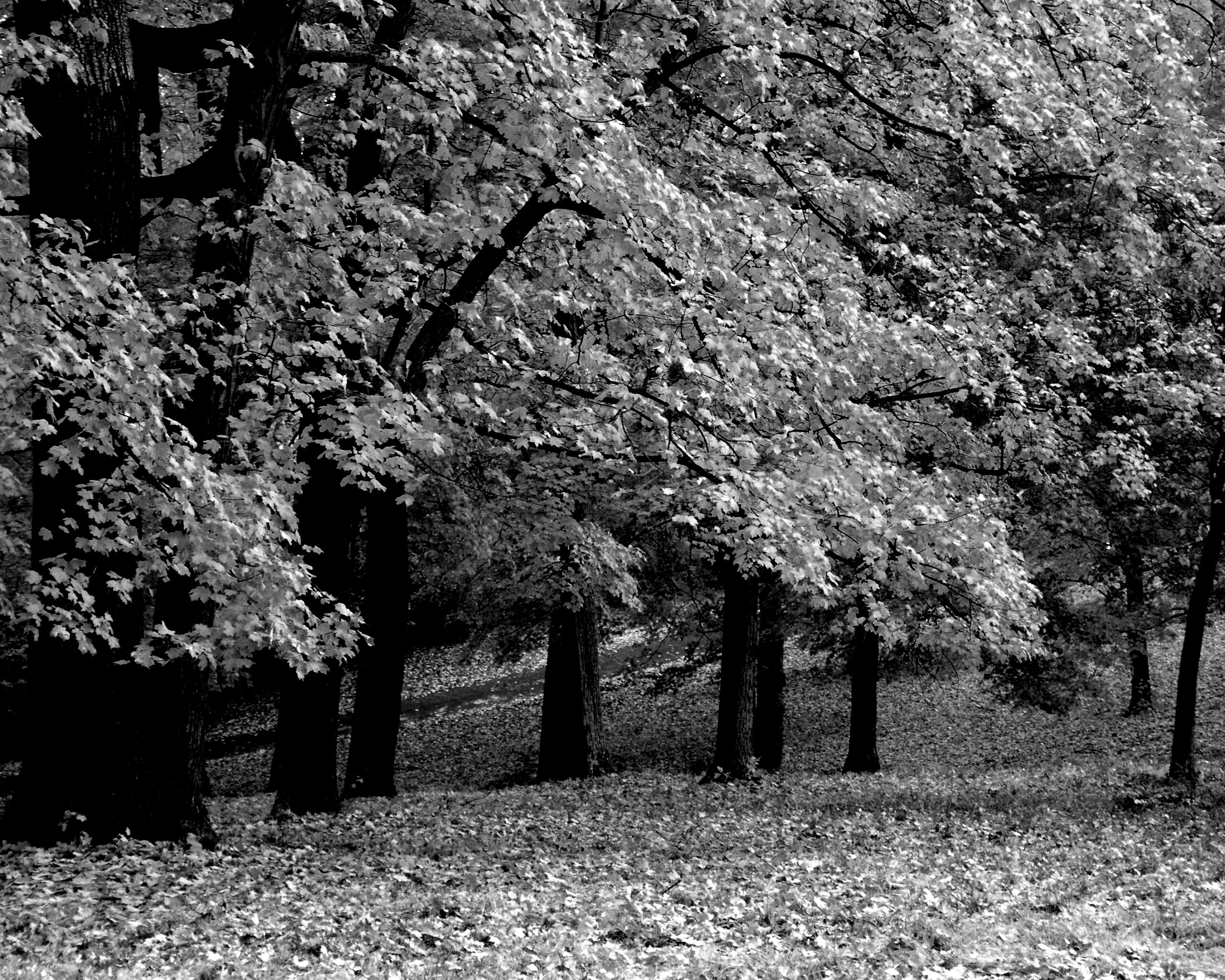 Парковая осень обои