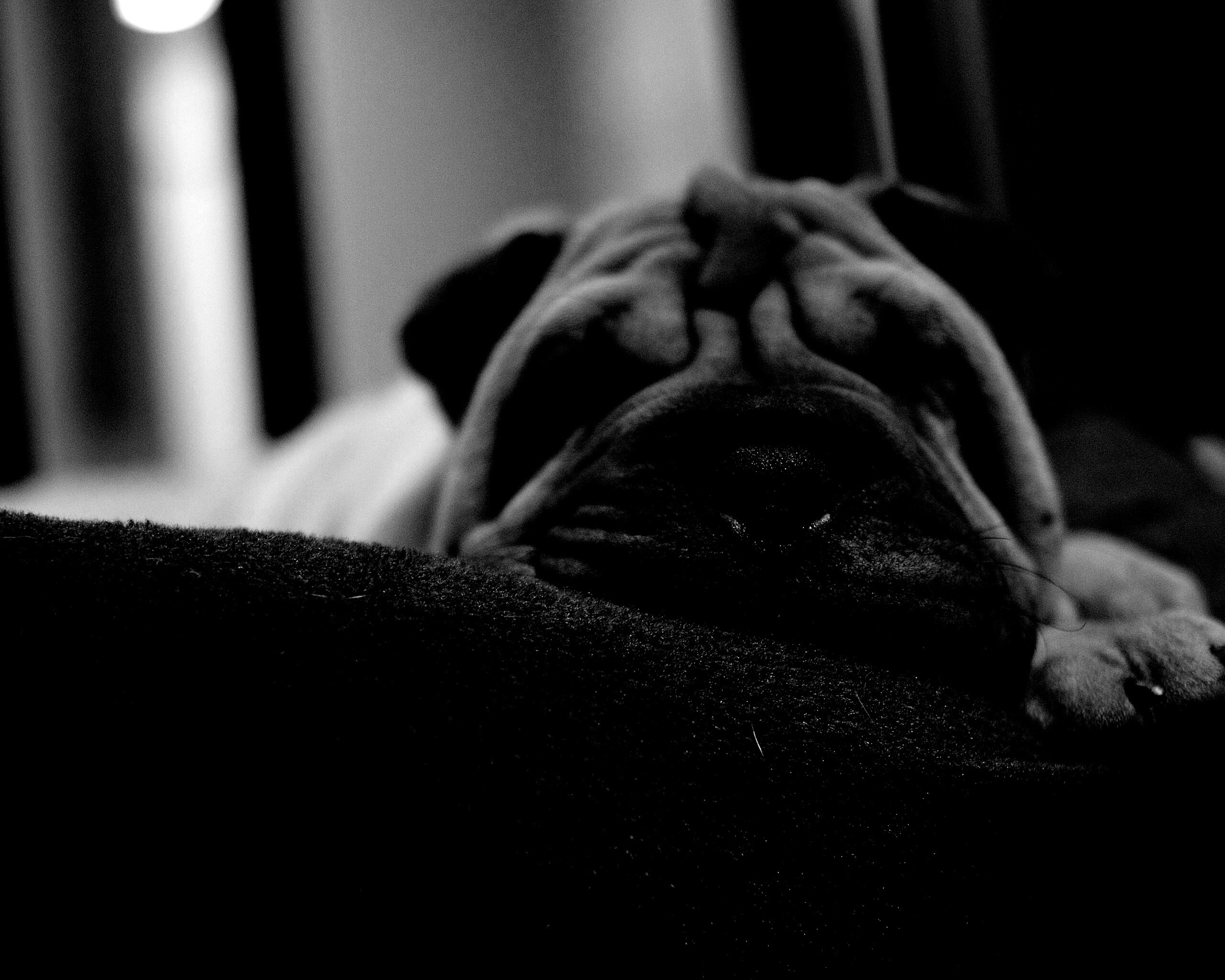 Щенок шарпея спит обои