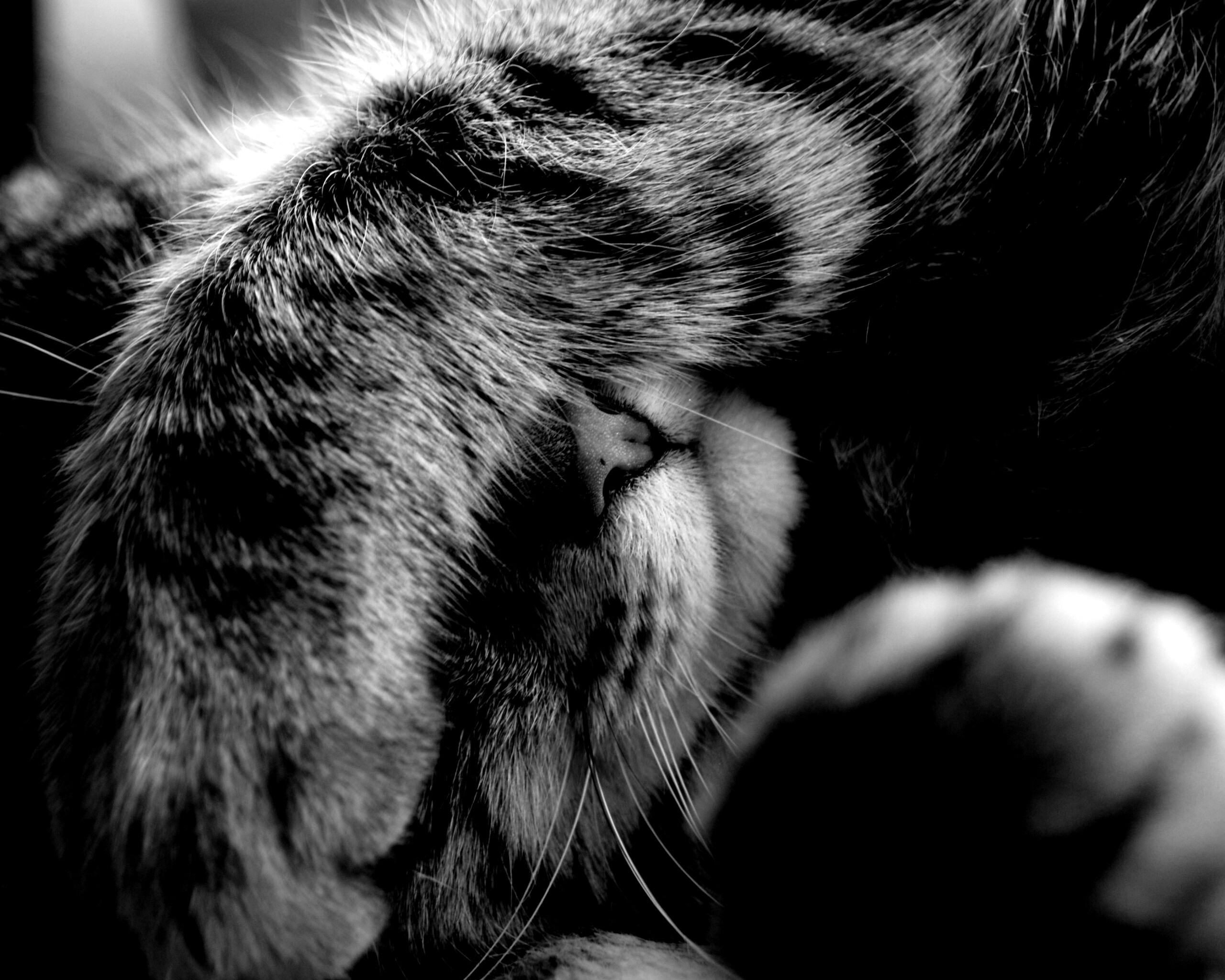 Facepalm по-кошачьи обои