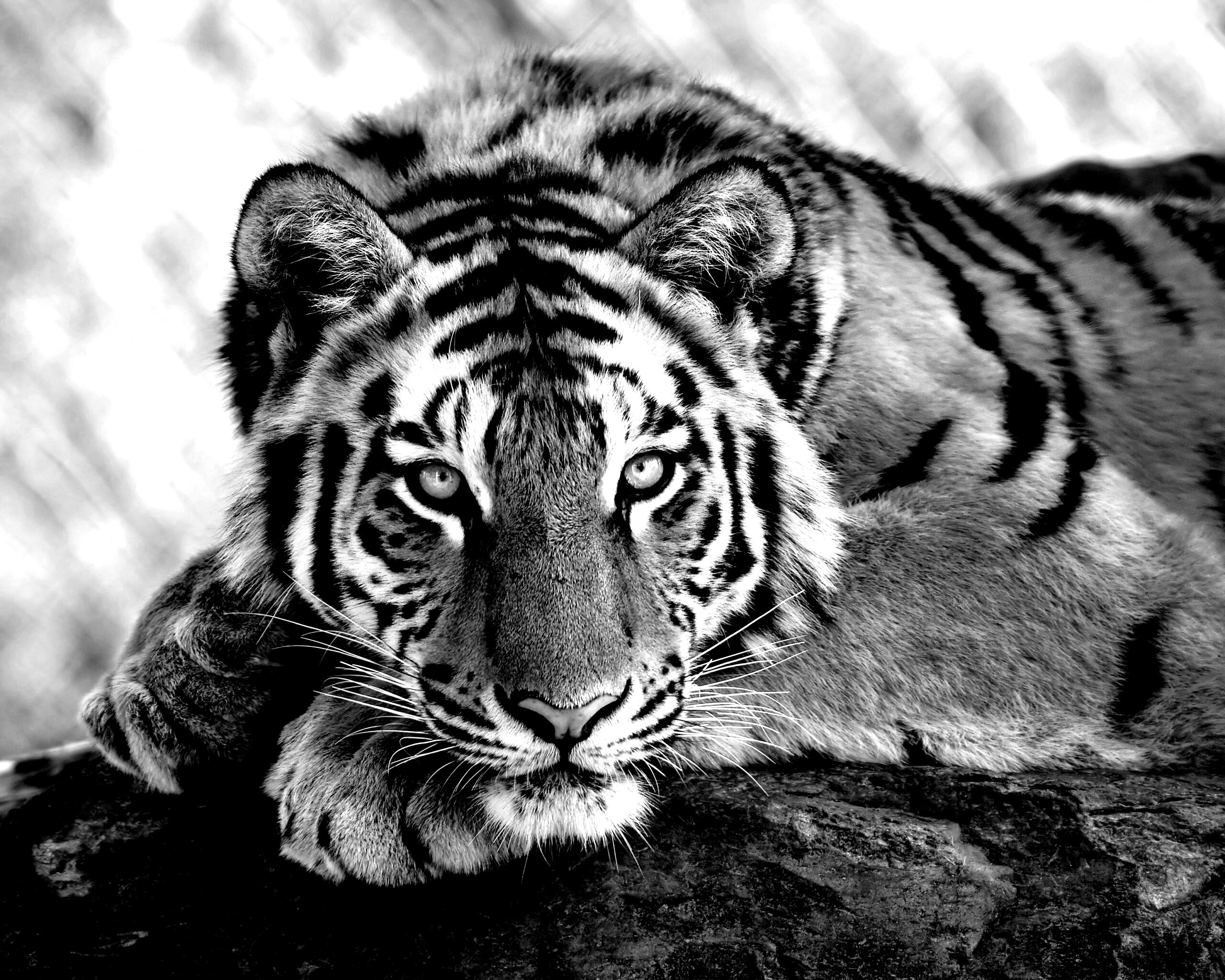 Большая полосатая кошка обои