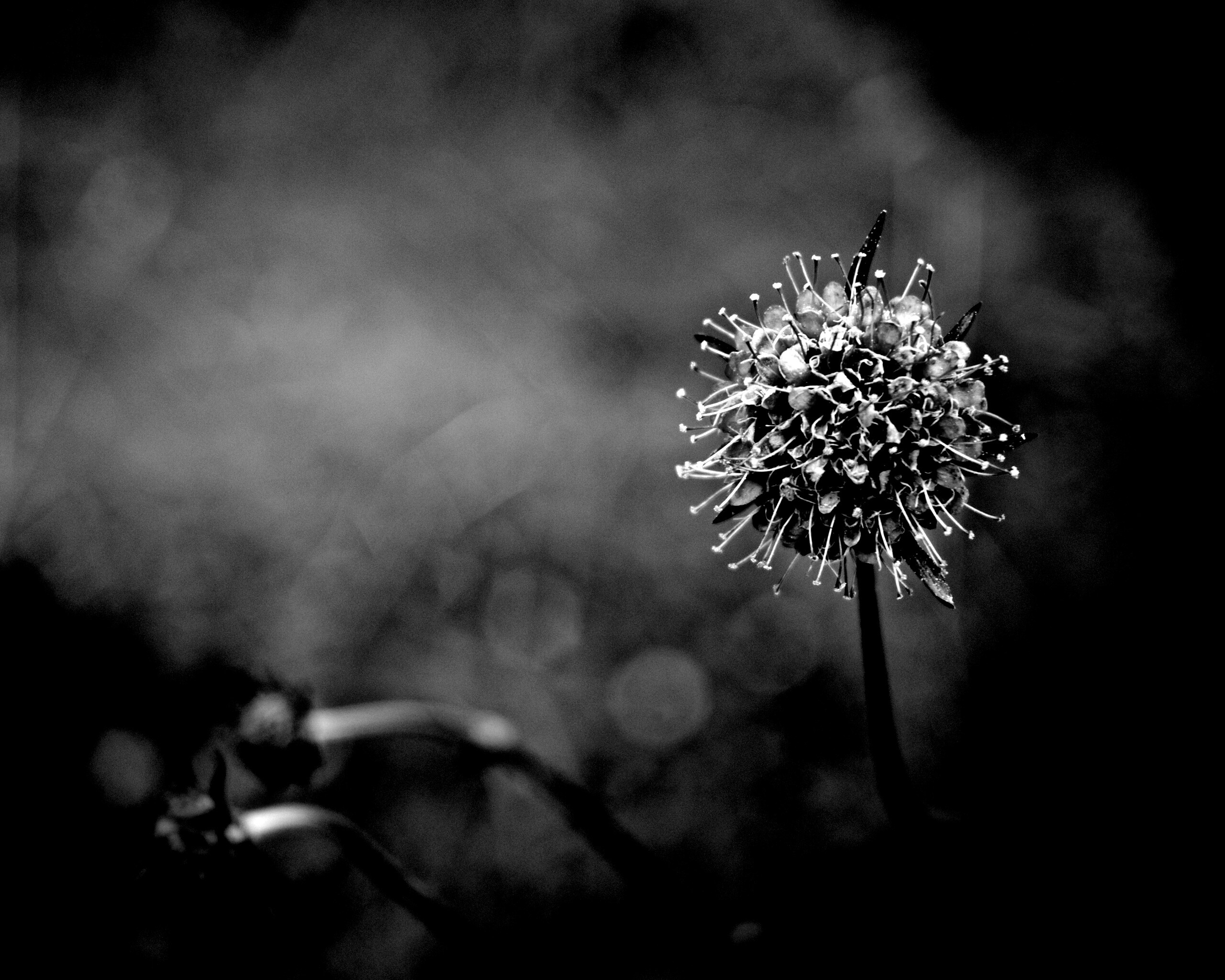 Цветок в макро обои