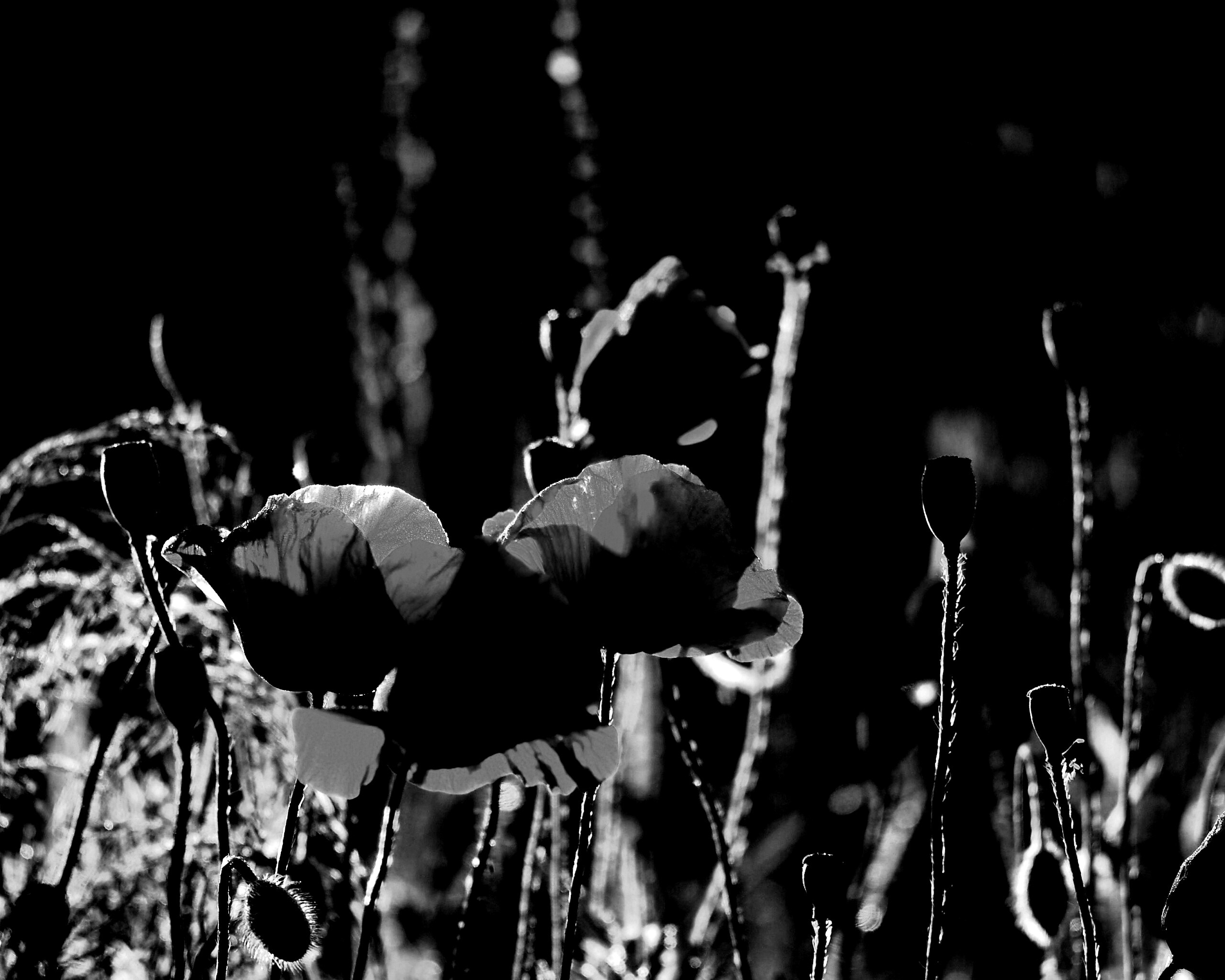 Макро фото мака обои