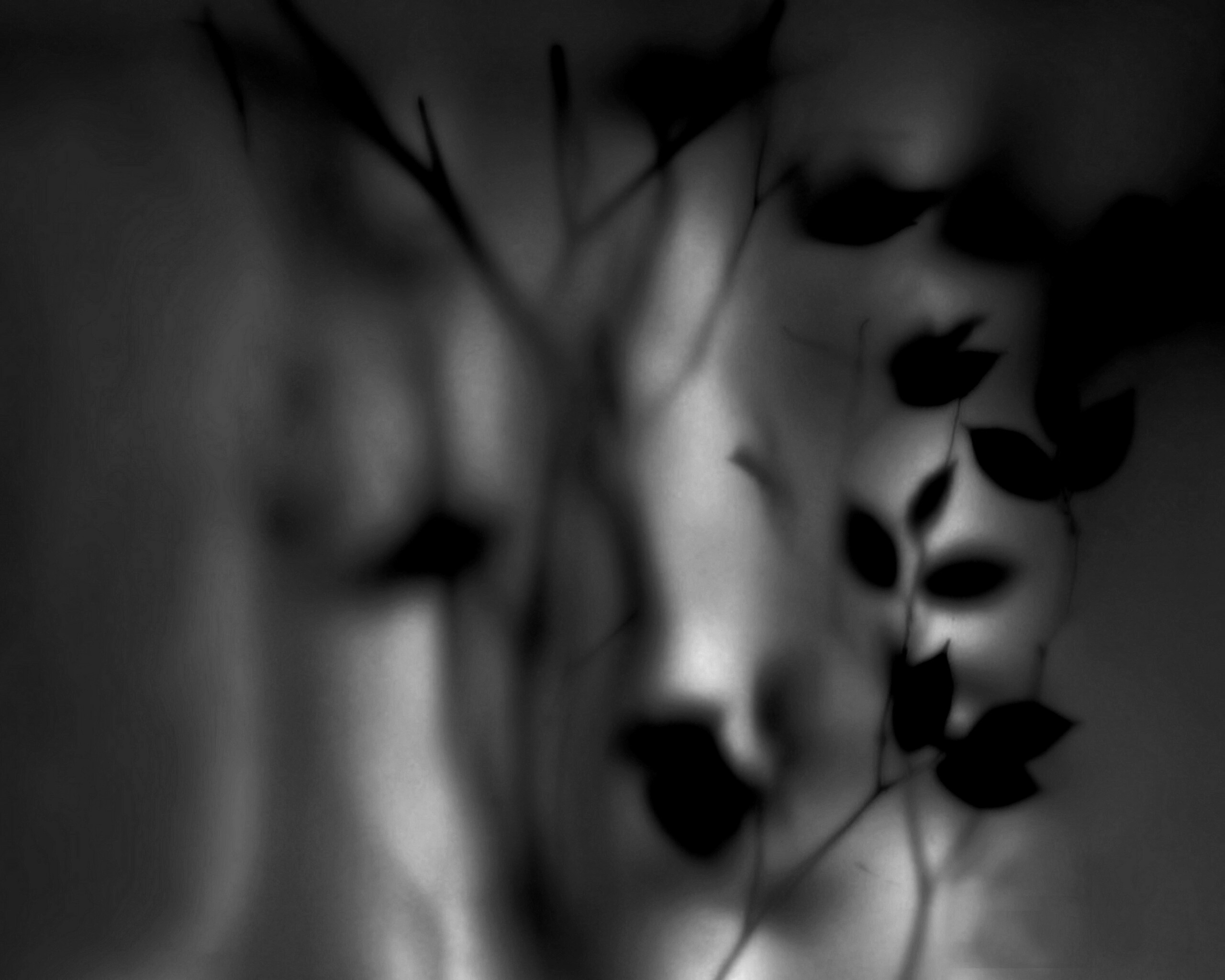 Зелень за стеклом обои