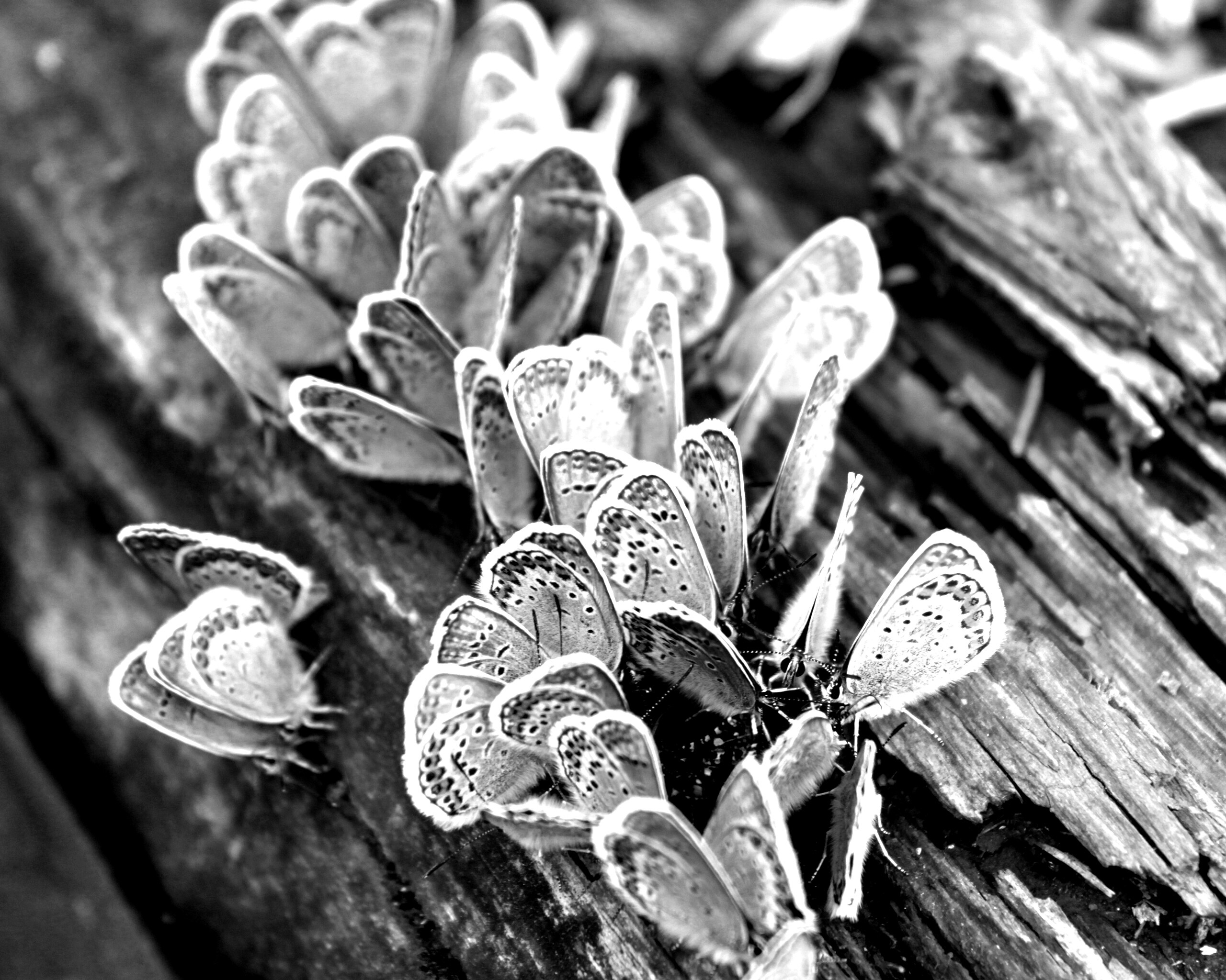 Голубые бабочки обои