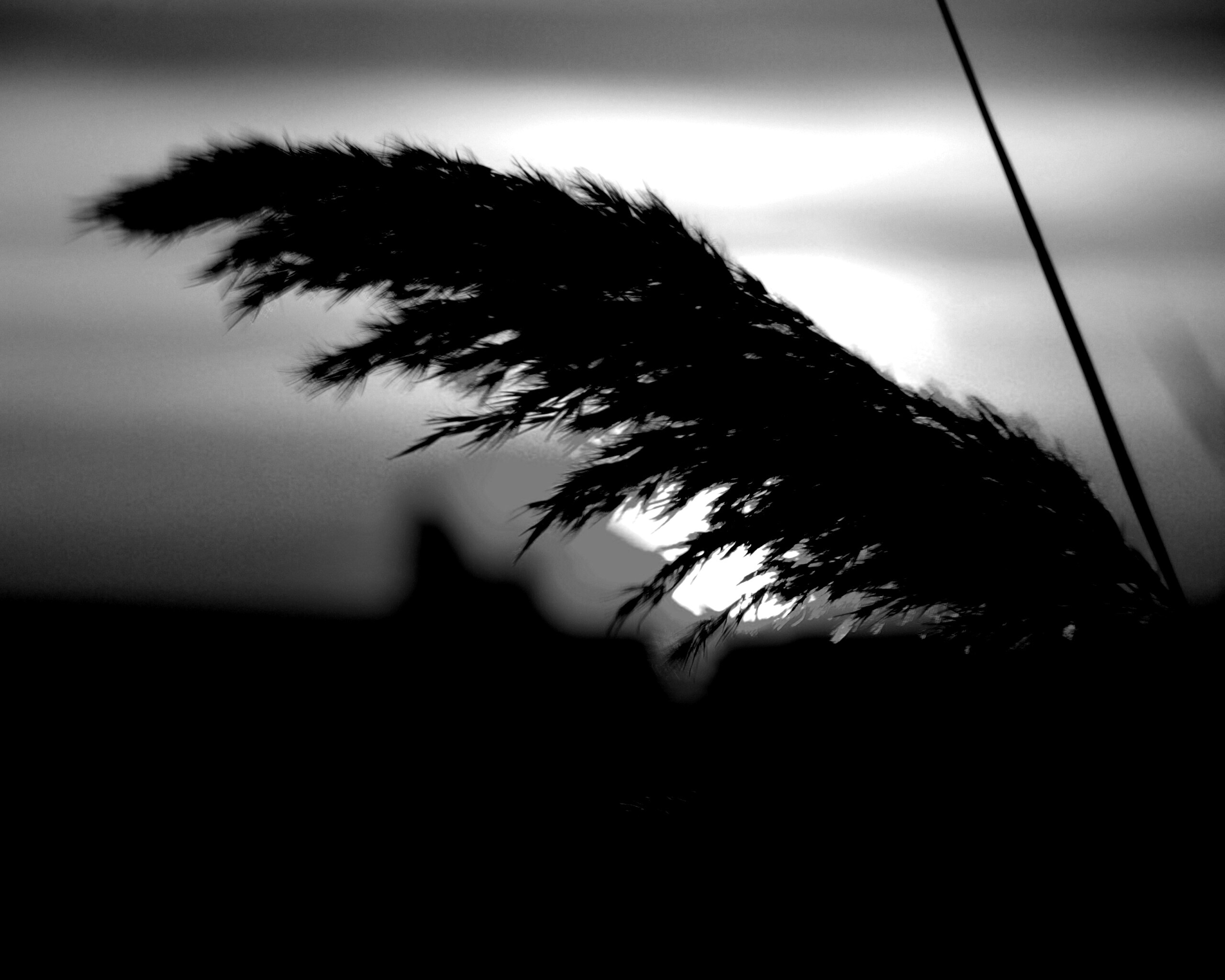 Камыш на закате обои