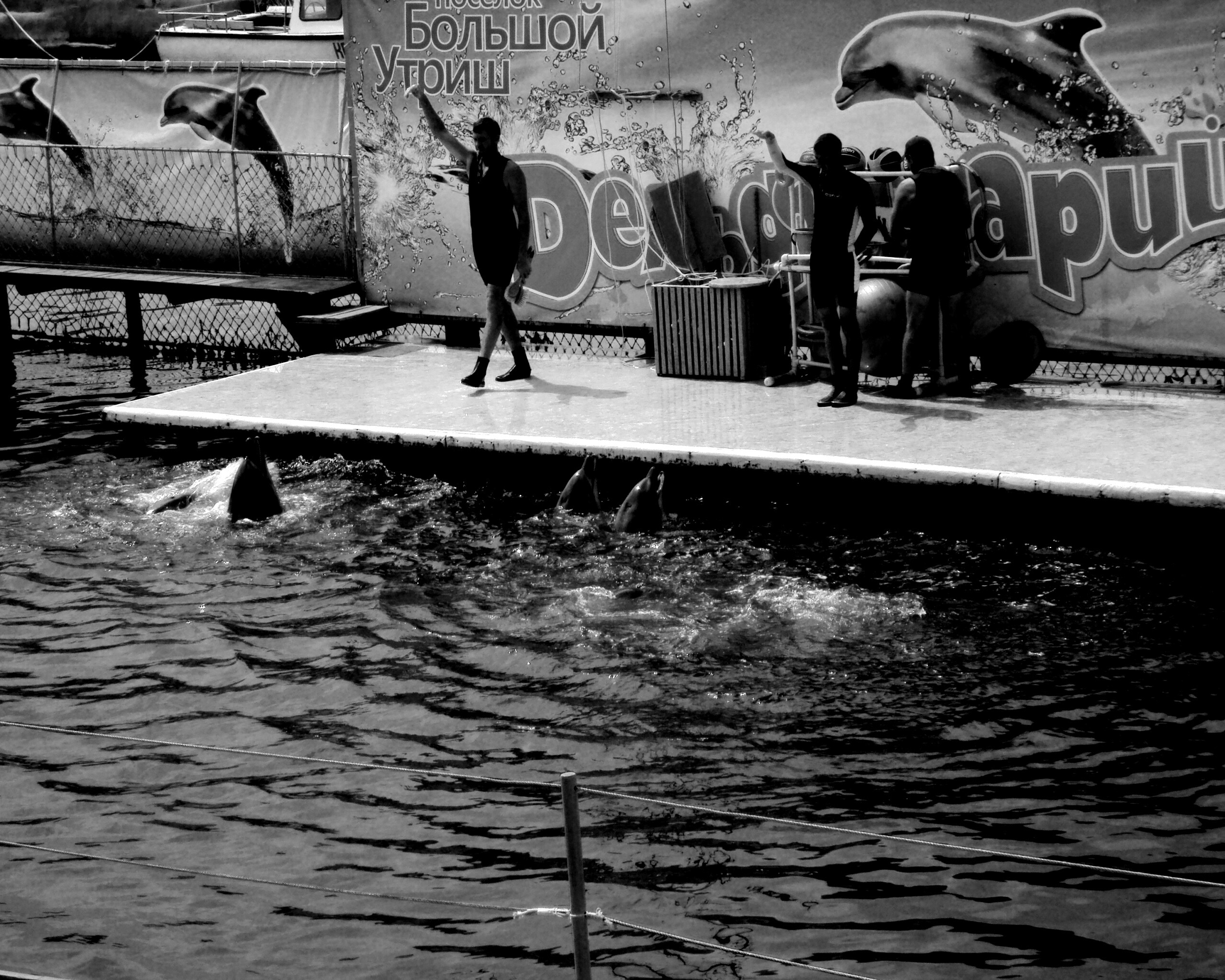 Утро в дельфинарии обои