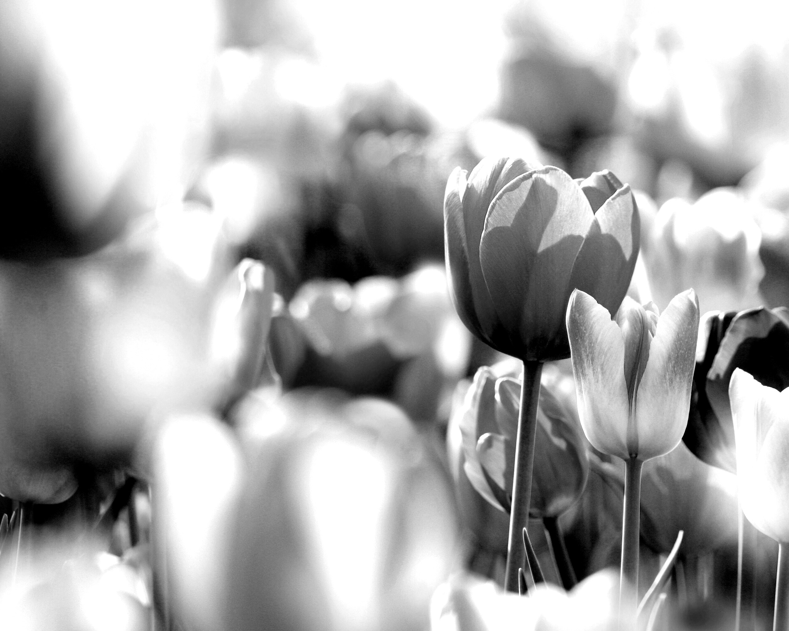 Красивые тюльпаны обои