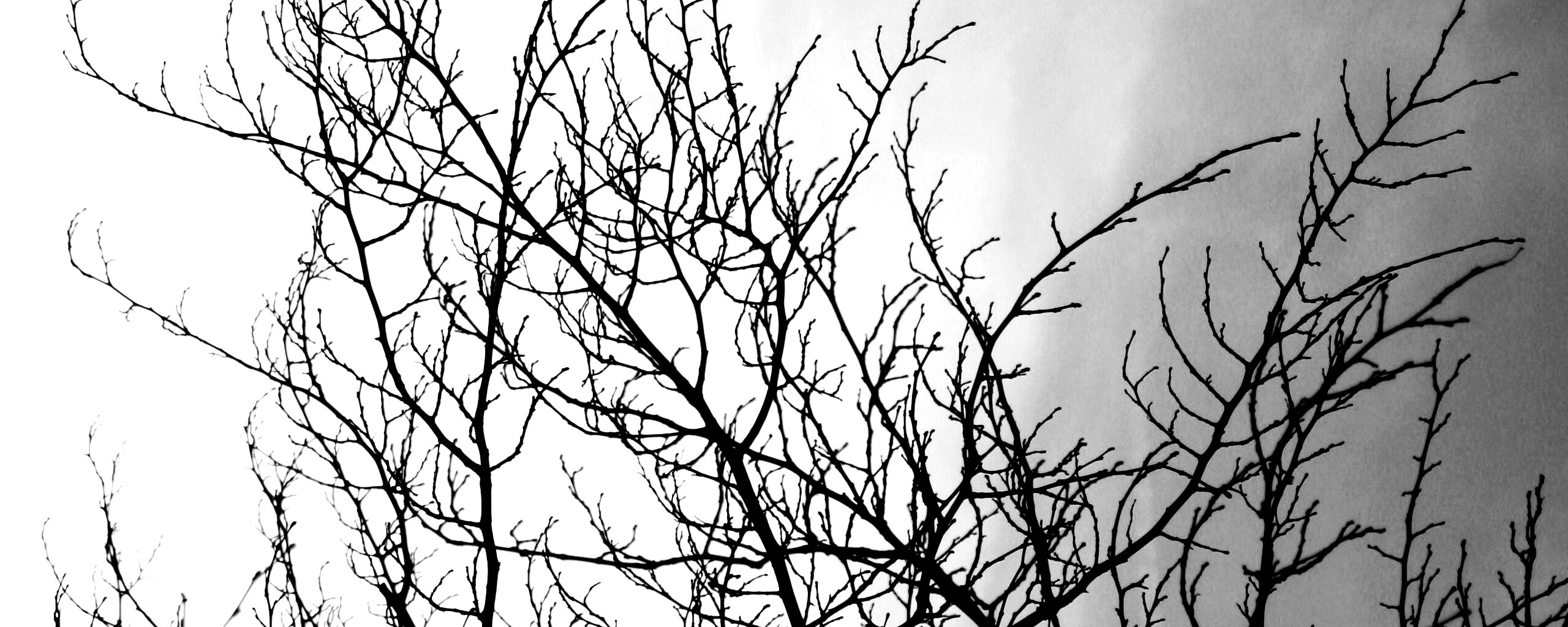 Ветвистое дерево обои