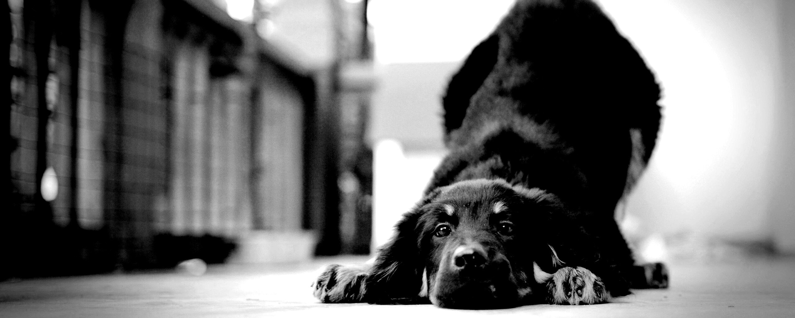 Игривый пес обои