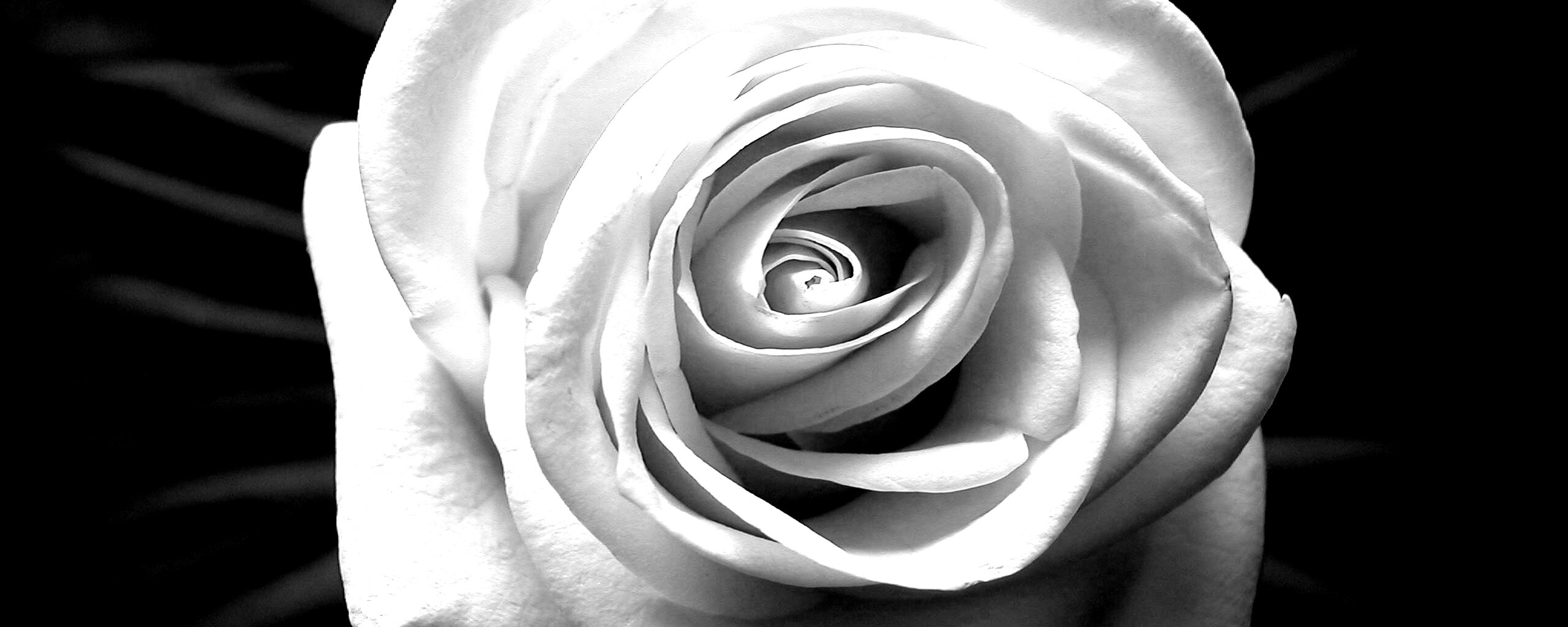 Белая роза обои