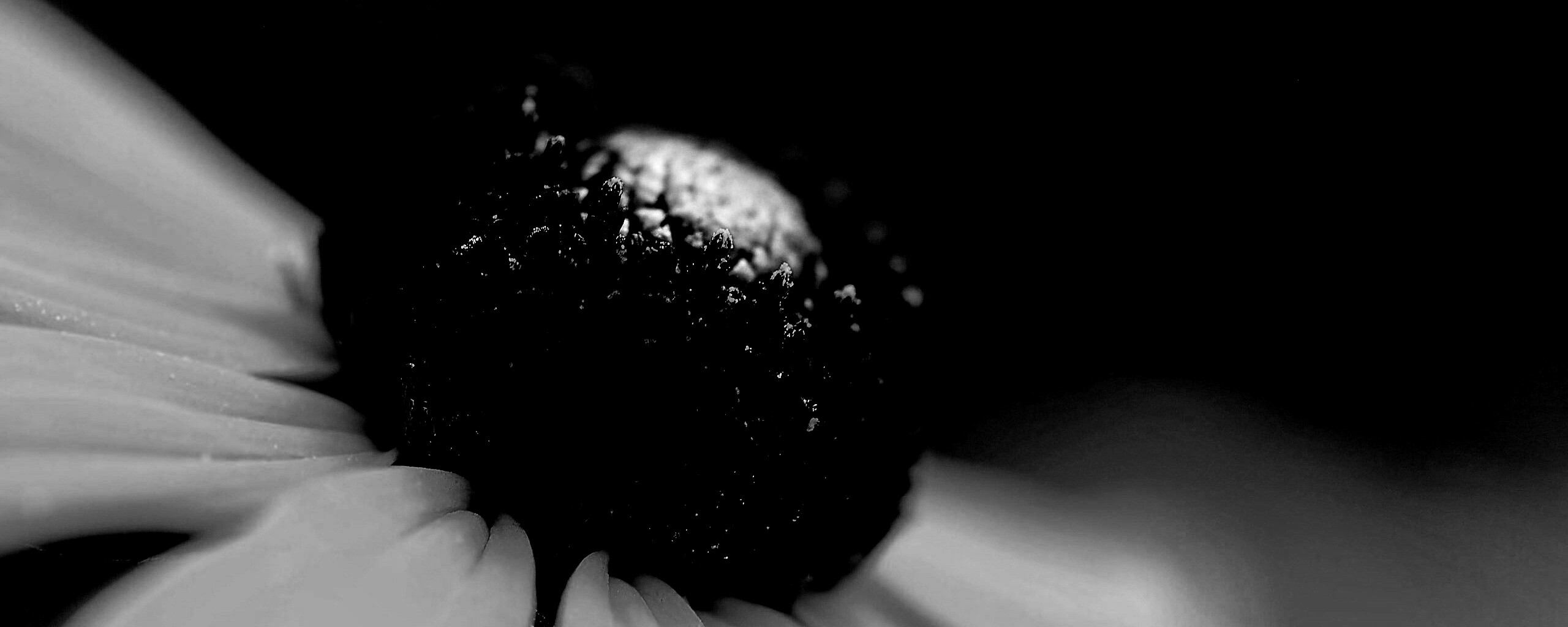 Золотой цветок обои