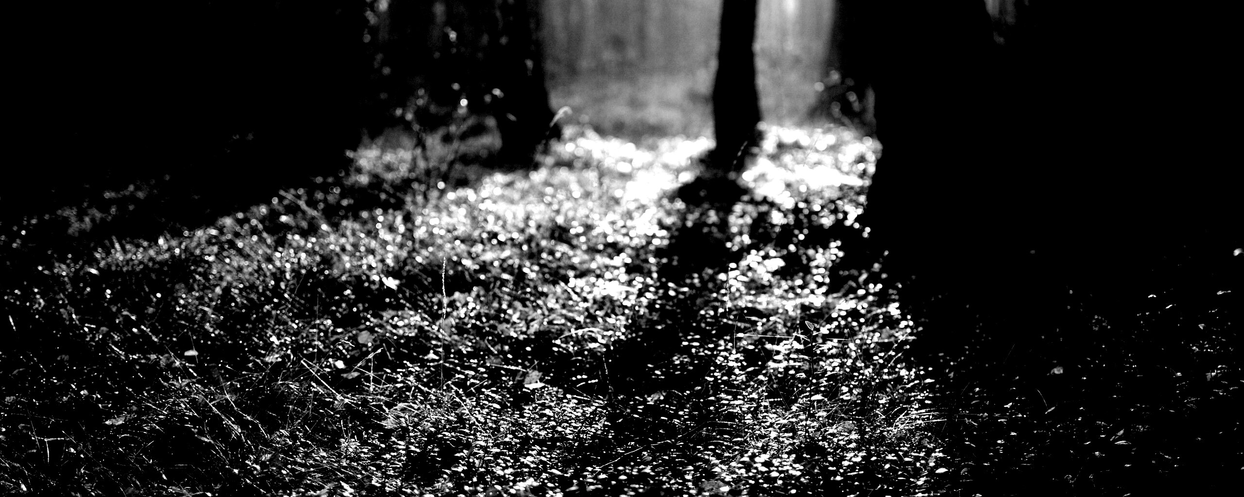 Лесная земля обои