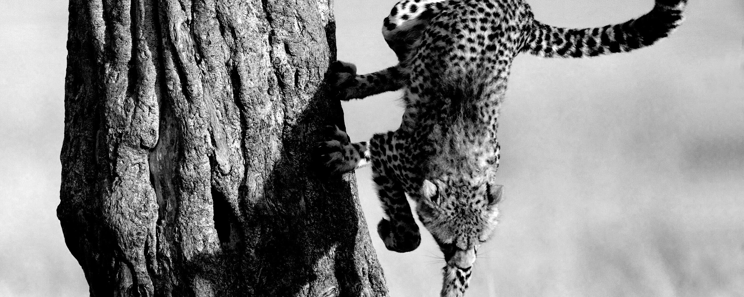 Скалолаз обои