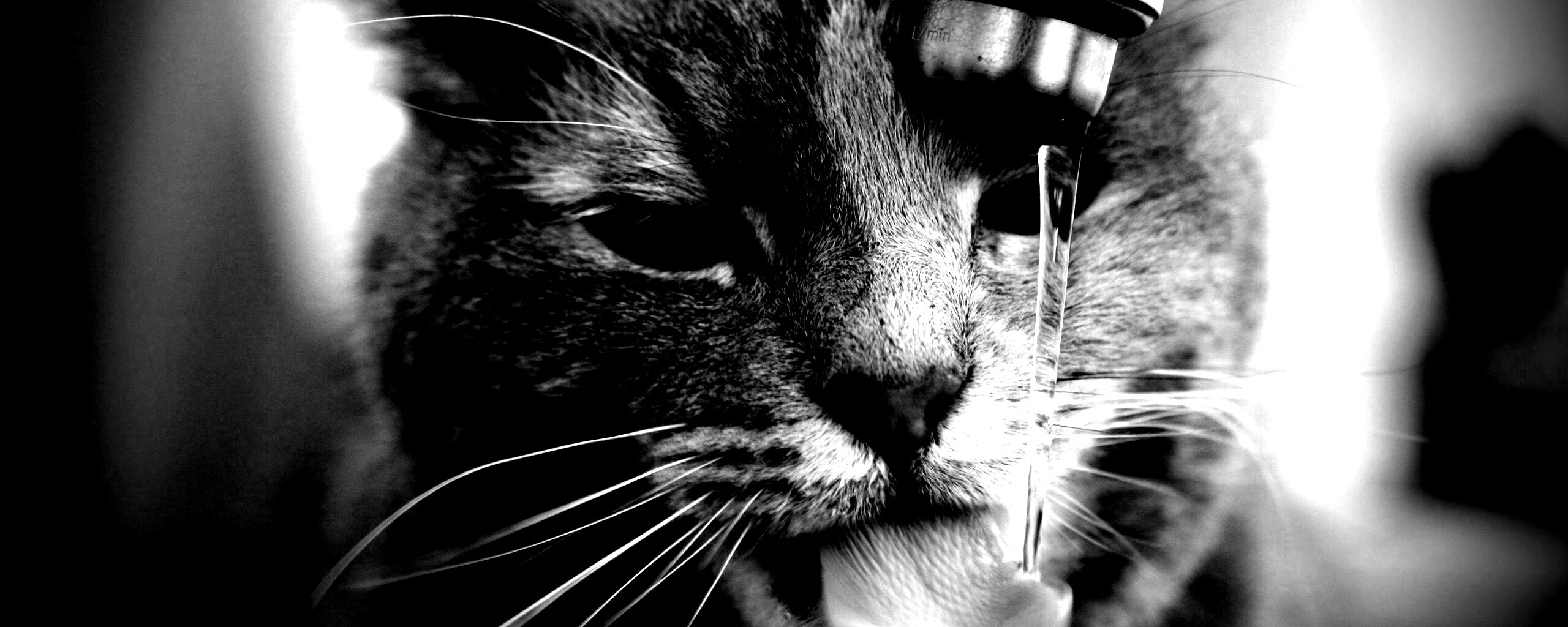 Кот пьет из под крана обои