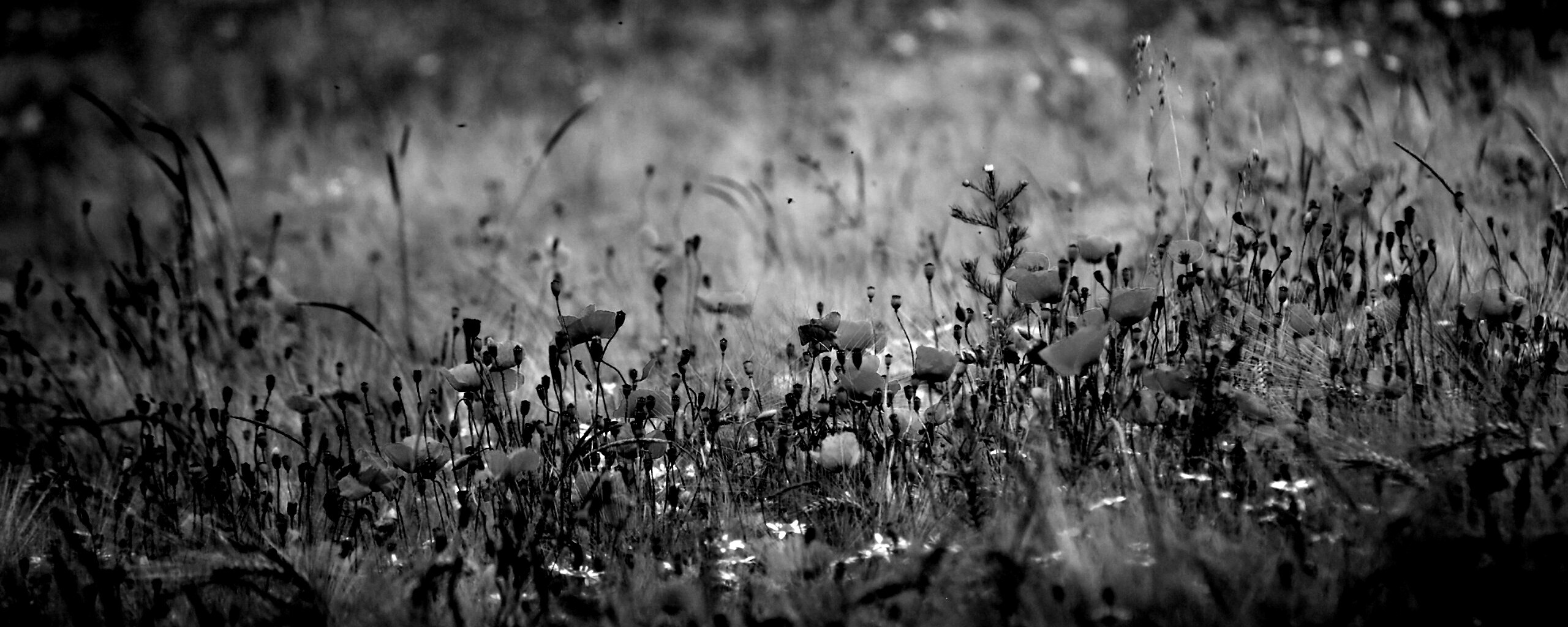 Маковое поле обои