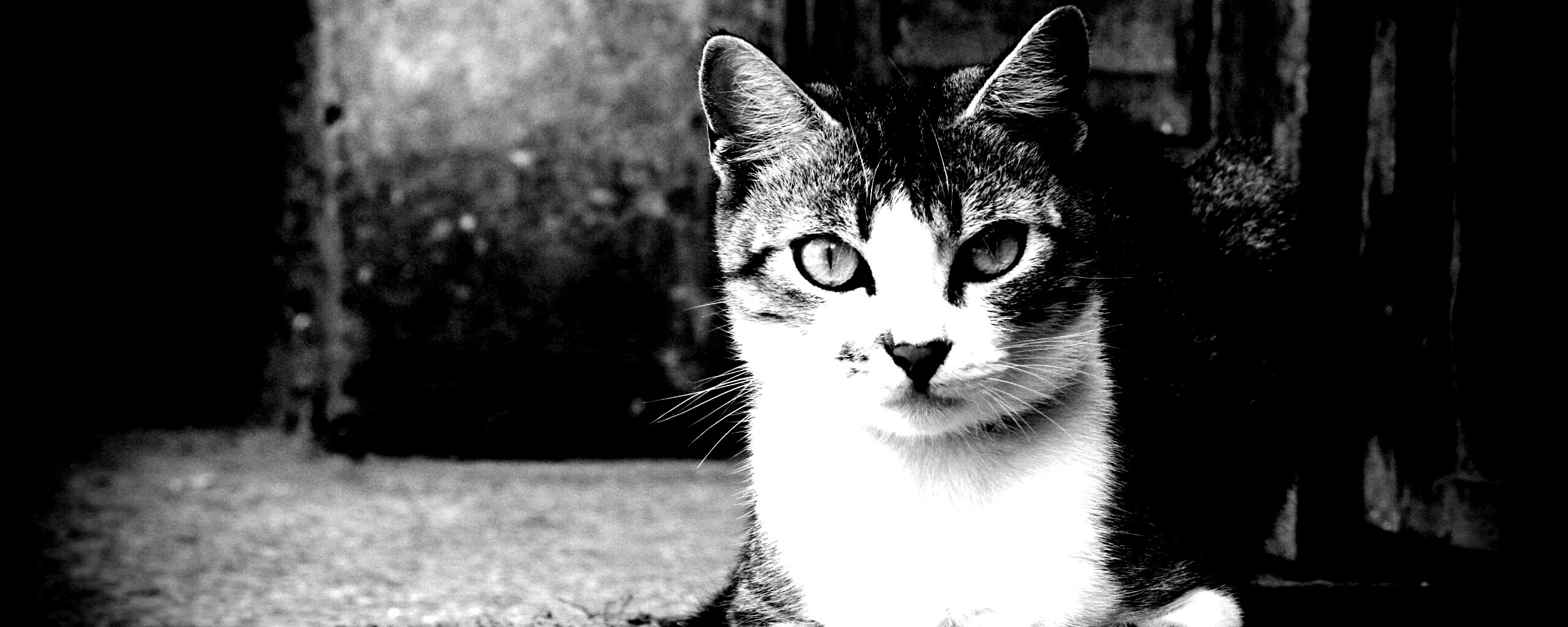 Кошечка на подстилке обои