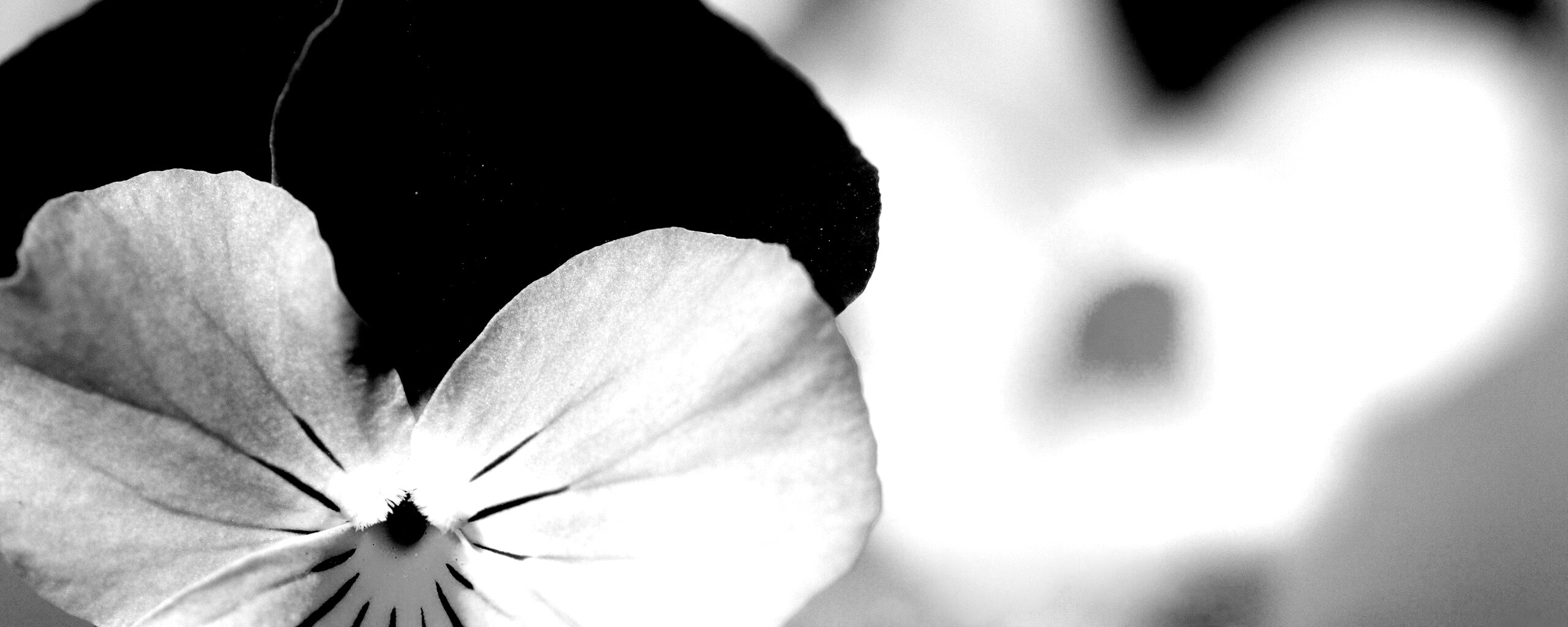 Фиолетовые цветы обои