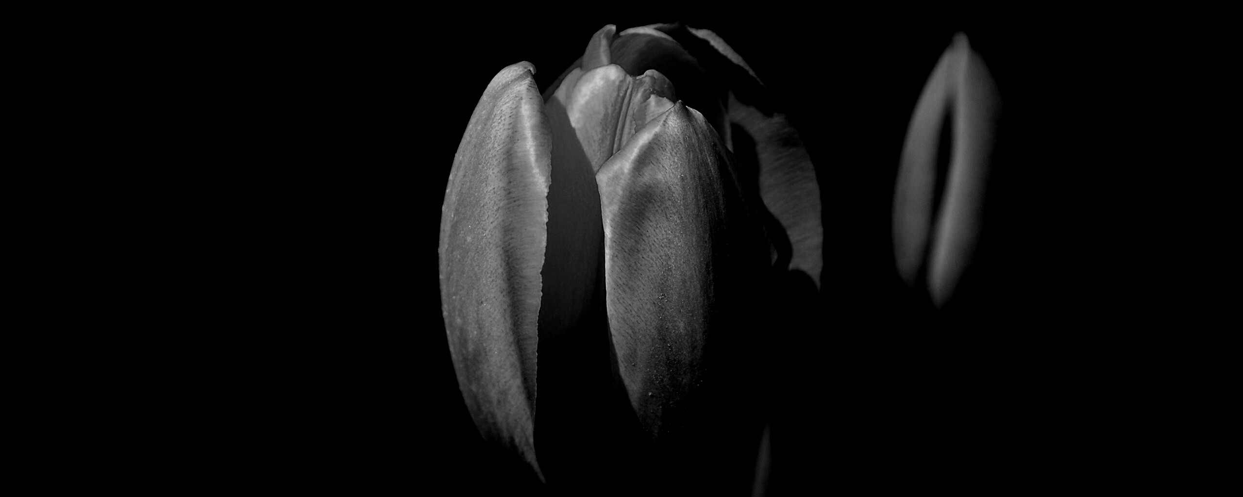 Распускающийся тюльпан обои