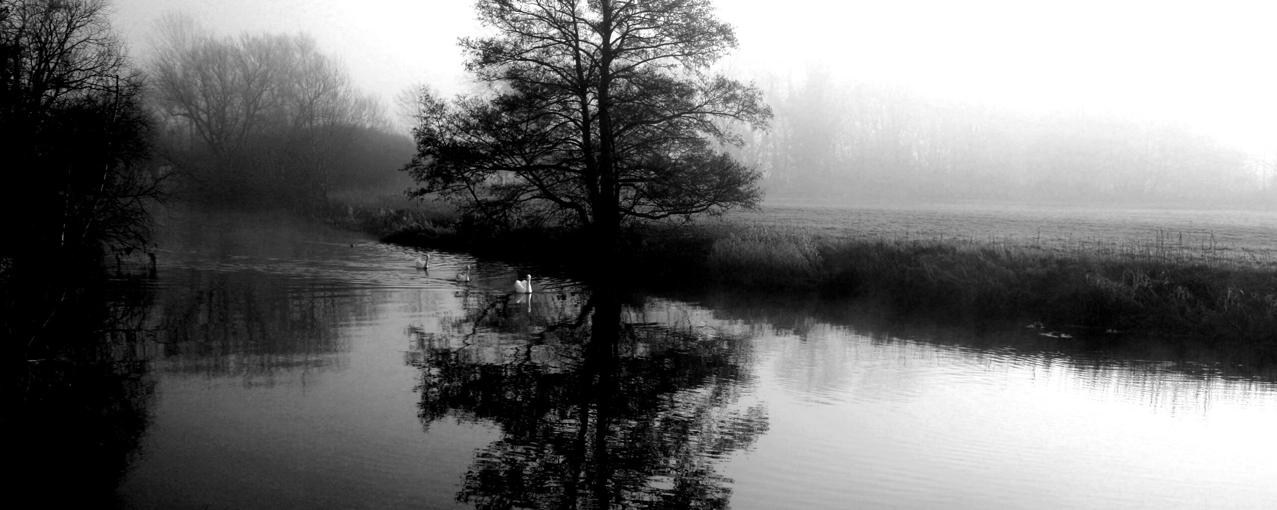 Дерево в тумане обои