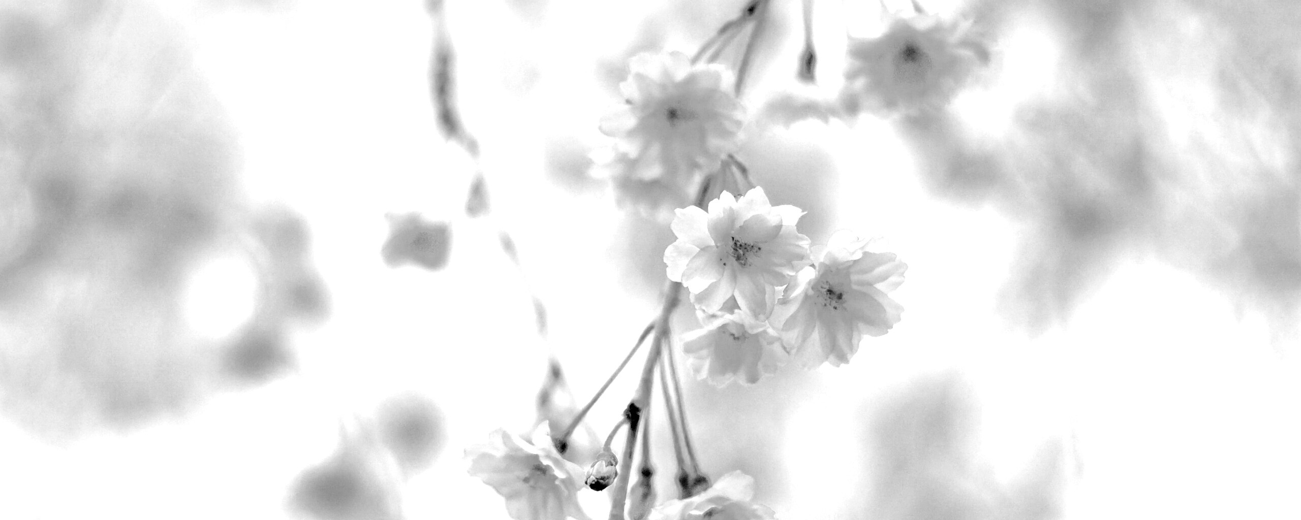 Нежные цветы обои