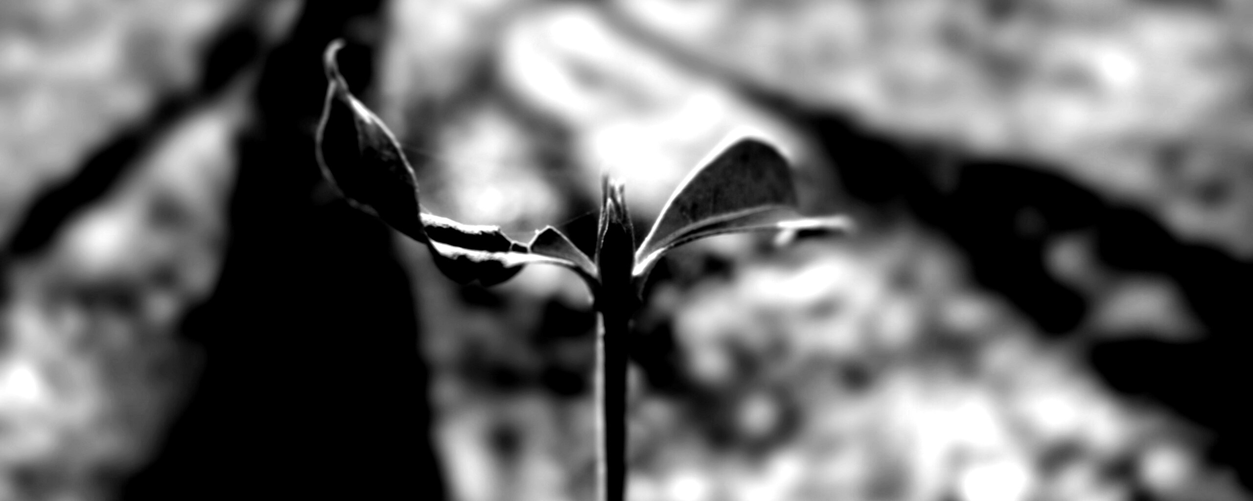 Красный росток обои