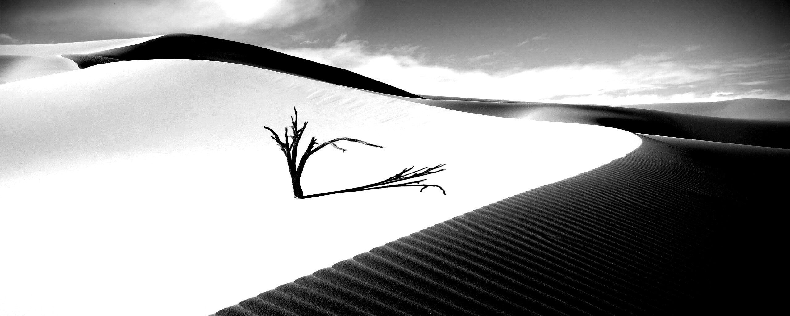 Сухостой в пустыне обои